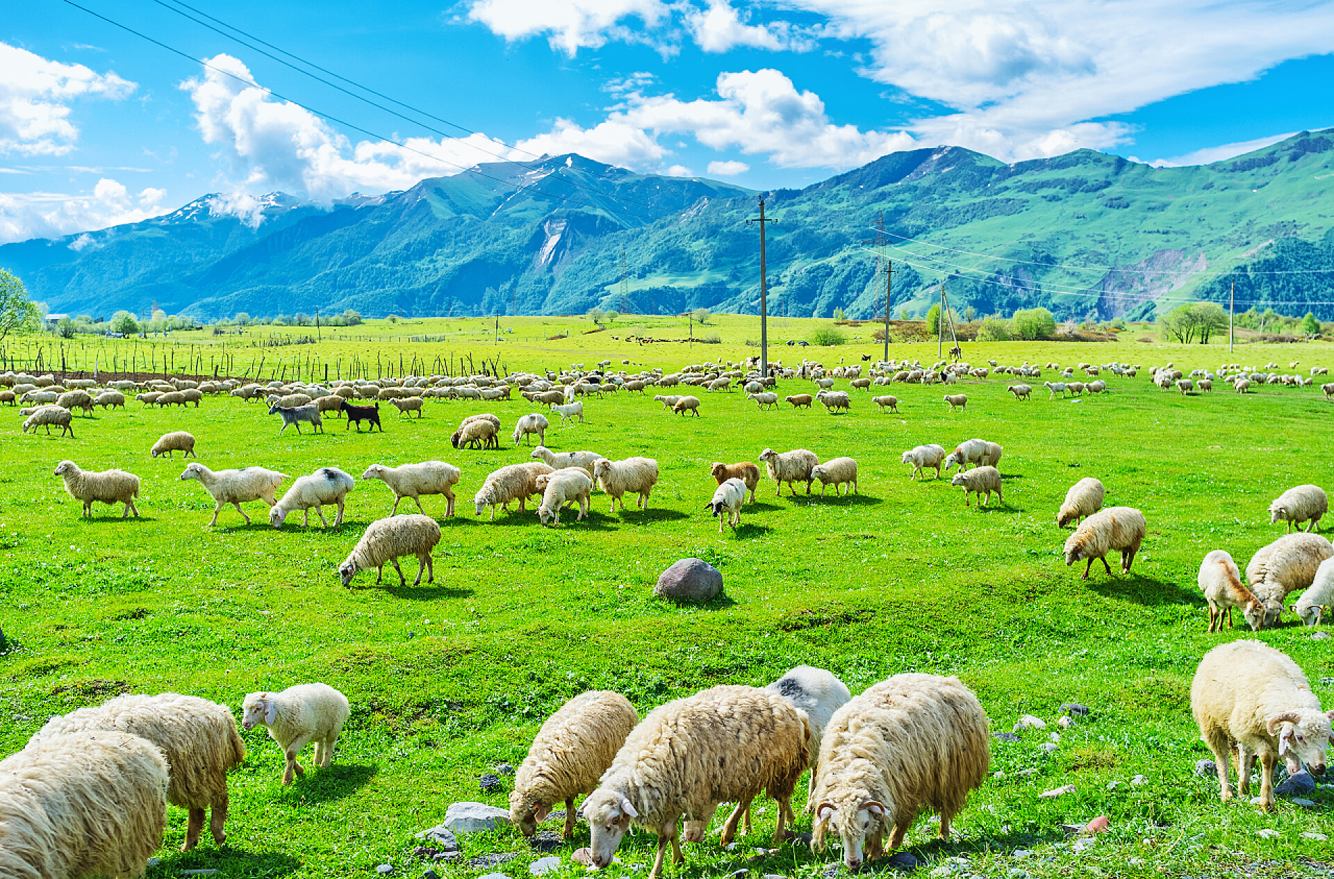 绿草地上的绵羊在格鲁吉亚高地牲畜
