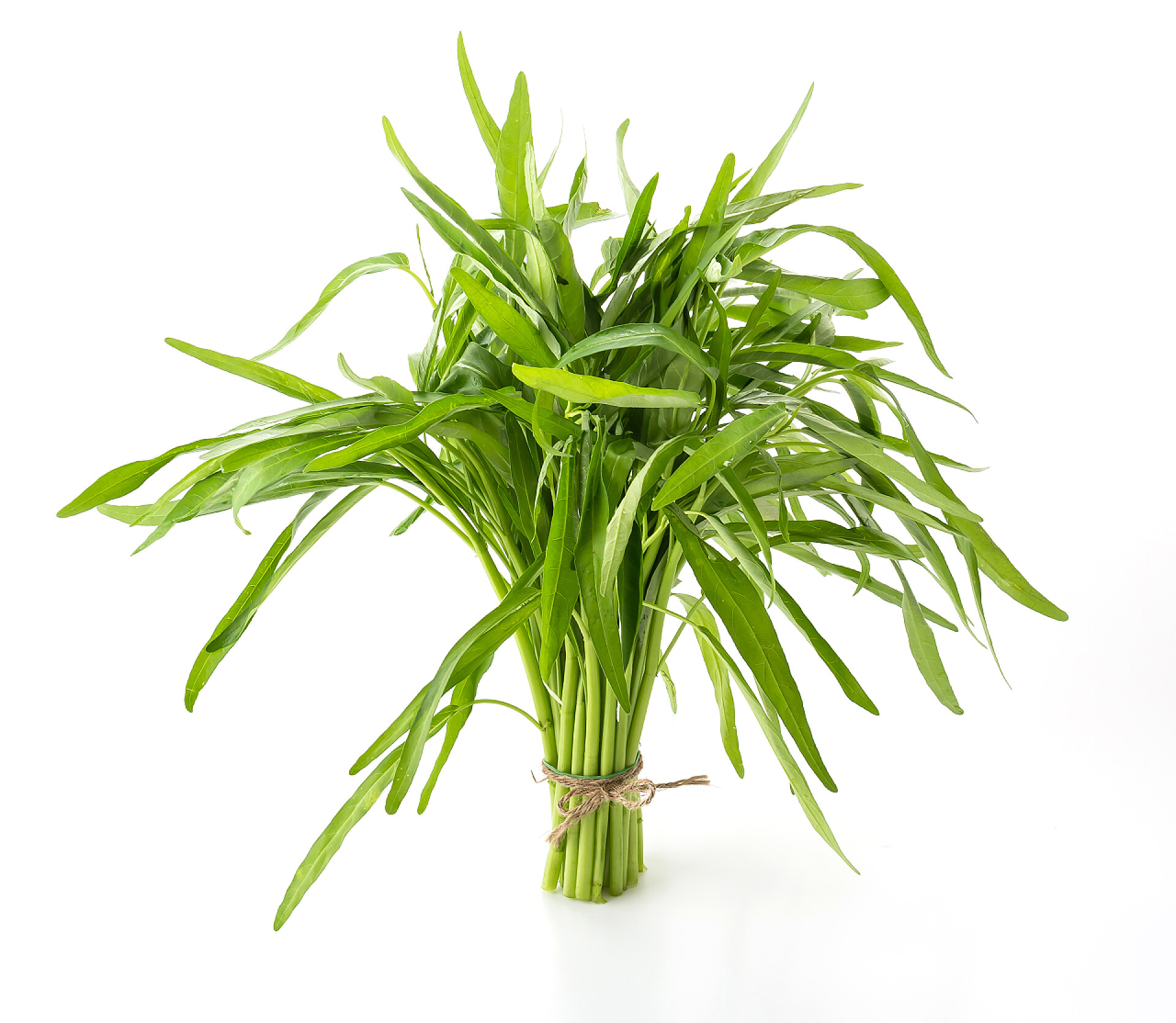 白色背景上的空心菜白色背景上的空心菜