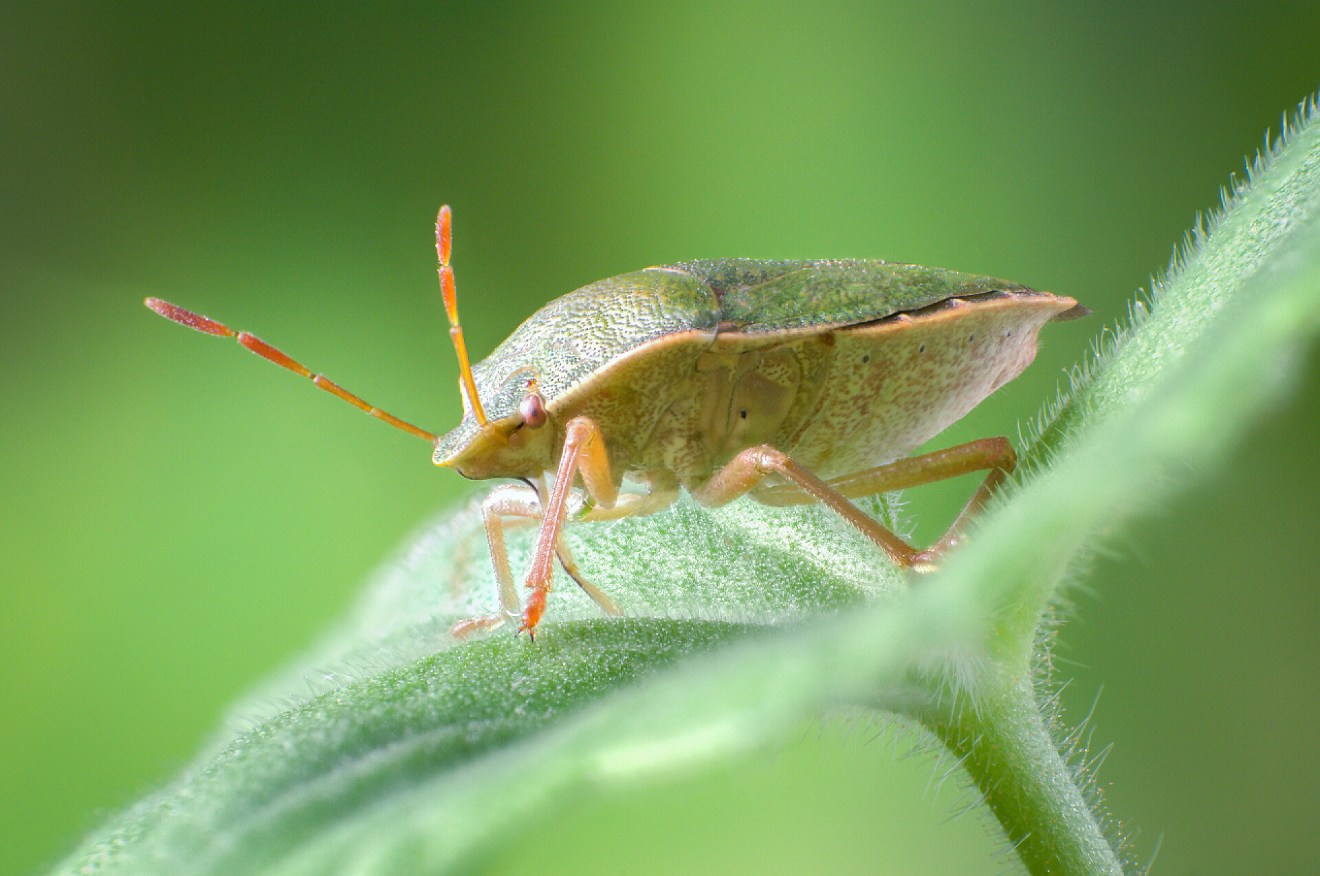绿盾虫特写绿盾虫，Palomena prasina