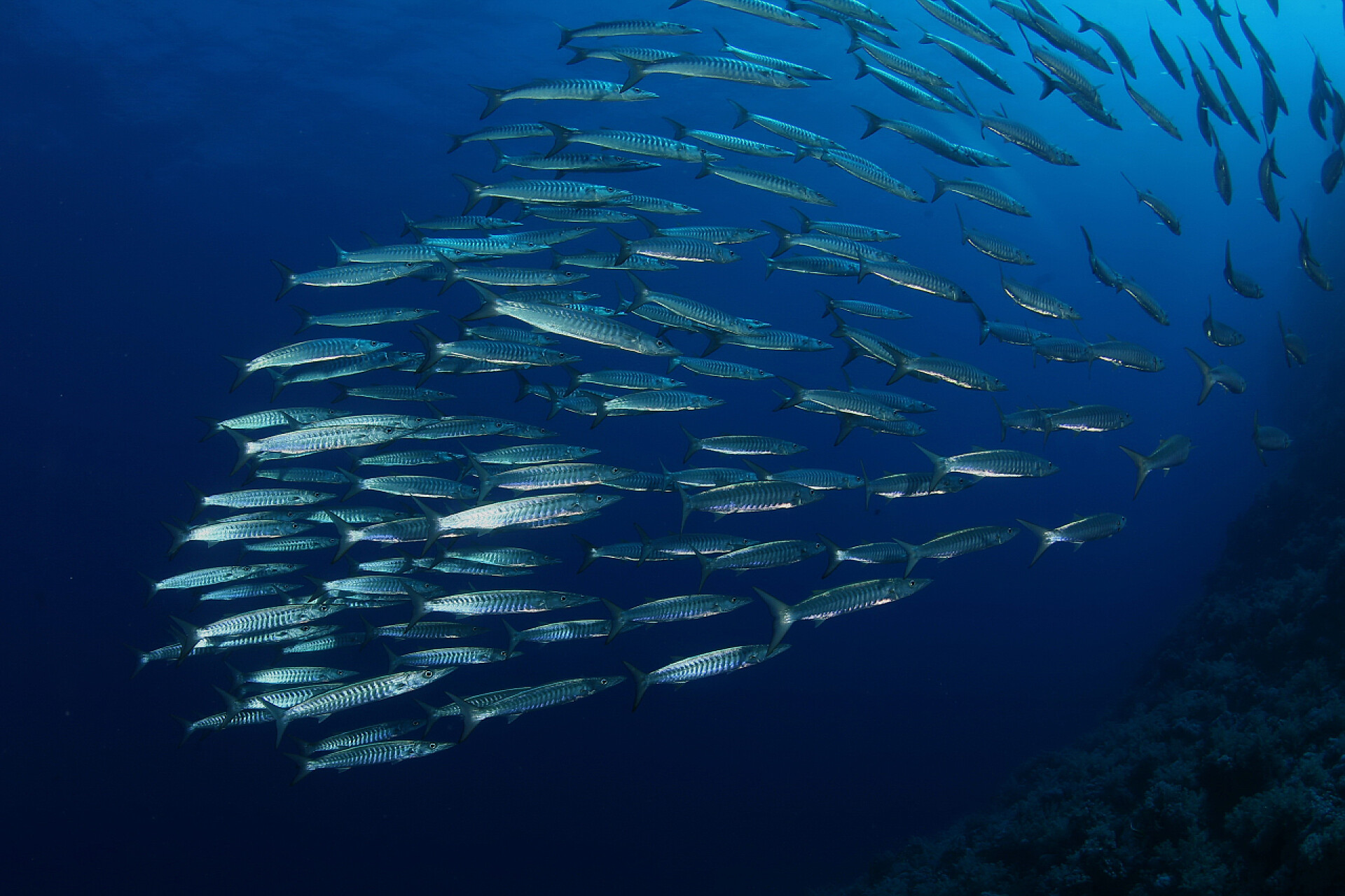 巴布亚新几内亚太平洋海中的鱼群珊瑚生命潜水印度尼西亚海