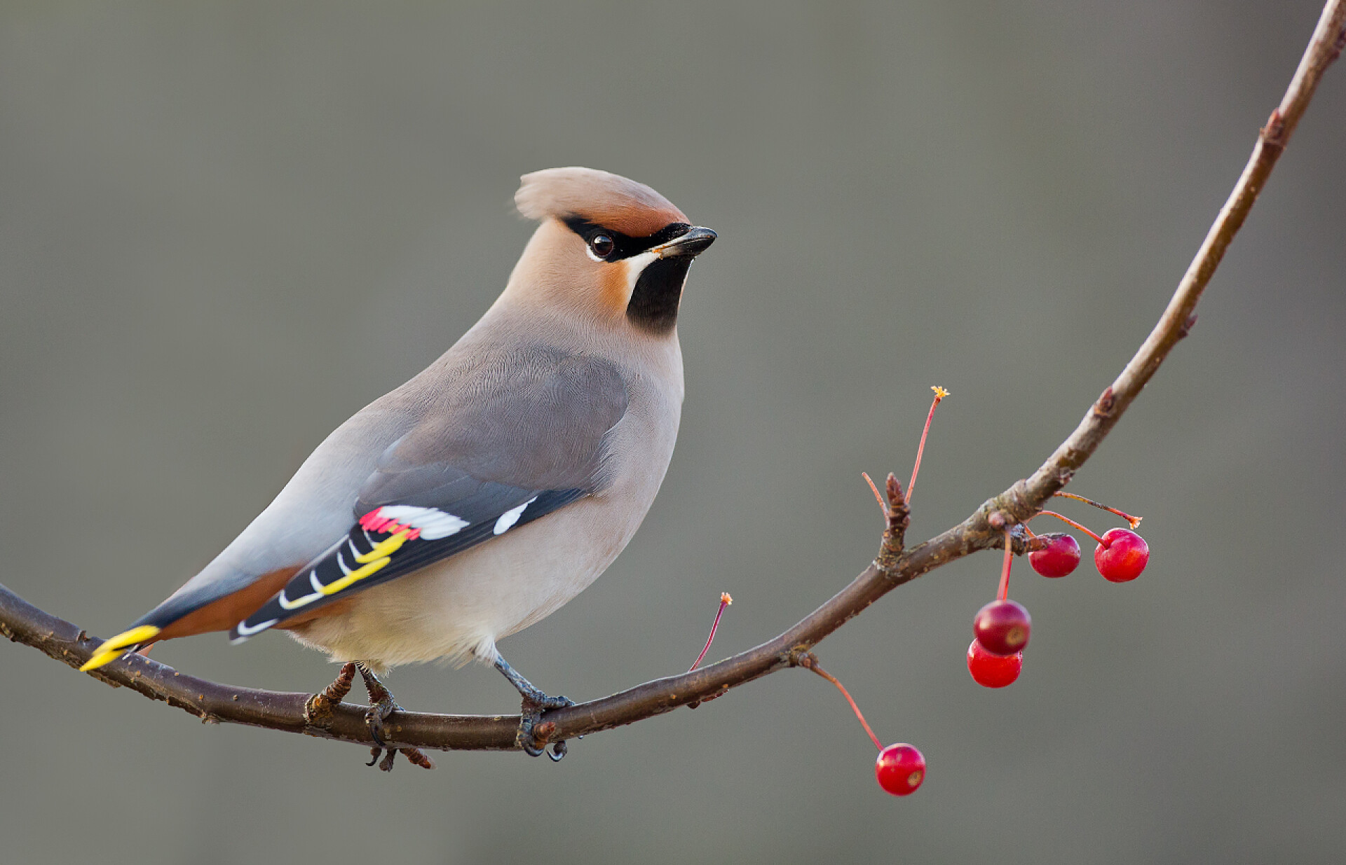 站在梅花树枝的小鸟波希米亚雀栖息在树枝上