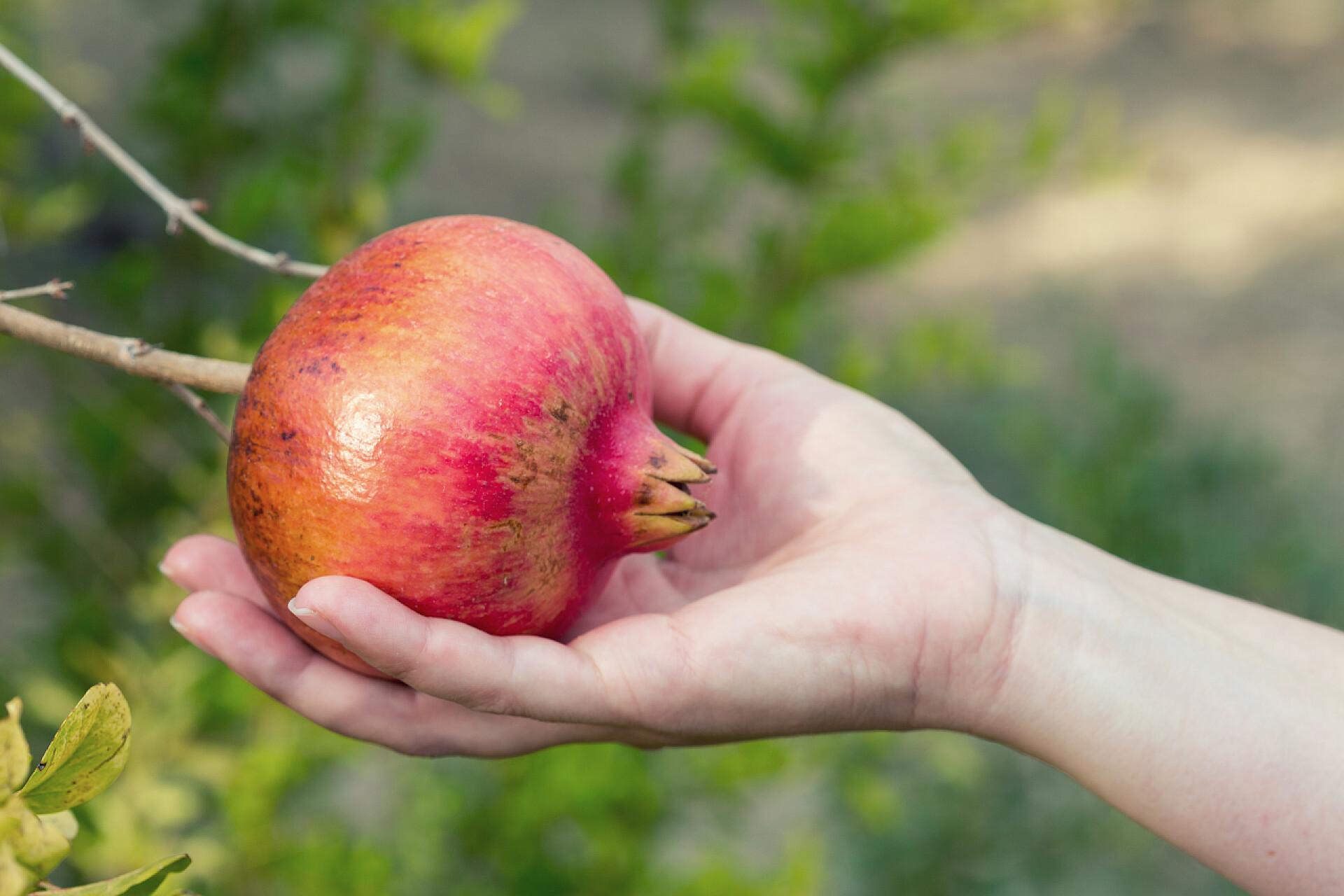 女性手拿着石榴手握石榴的女性
