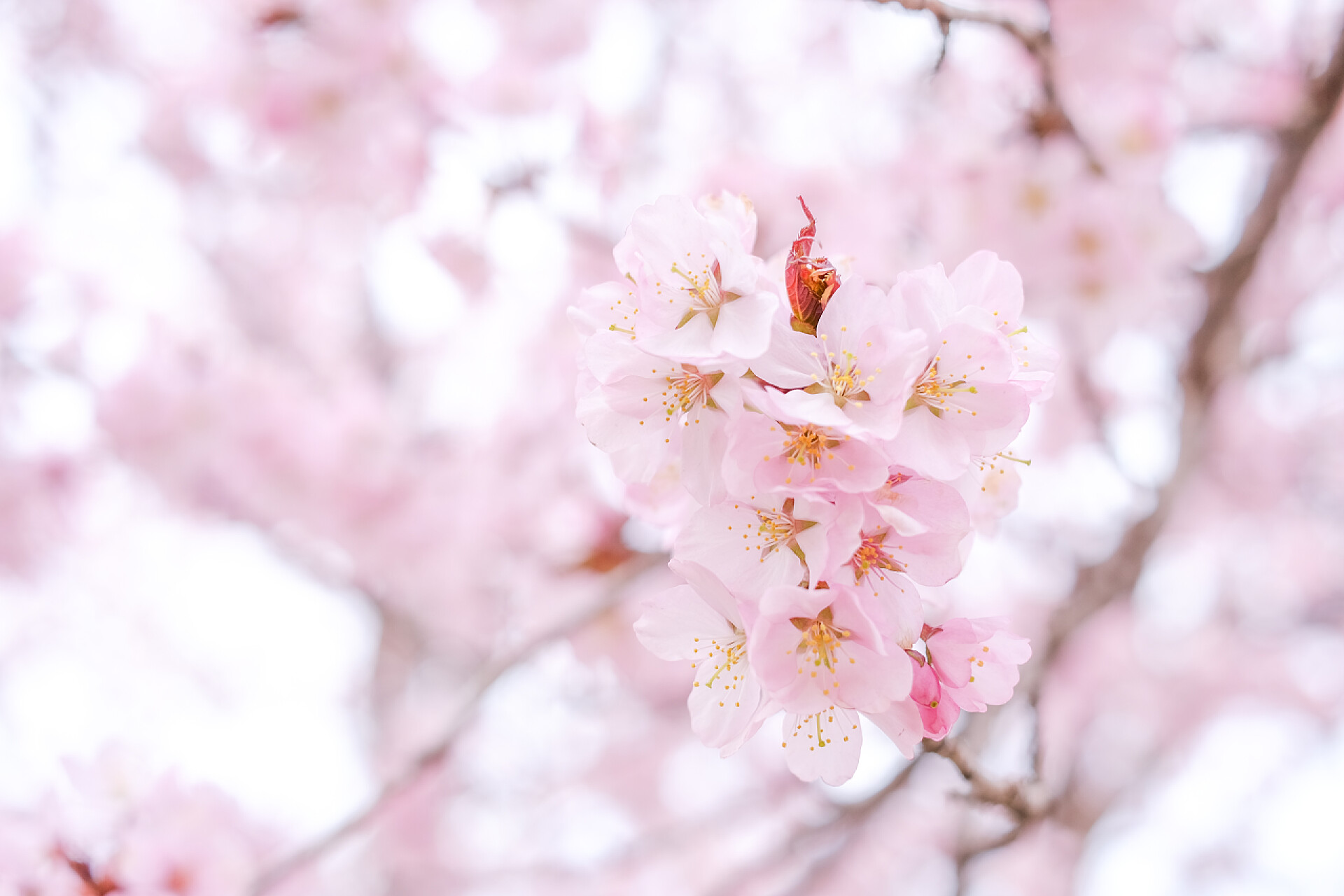 春天在开花的樱花樱花在春天开花