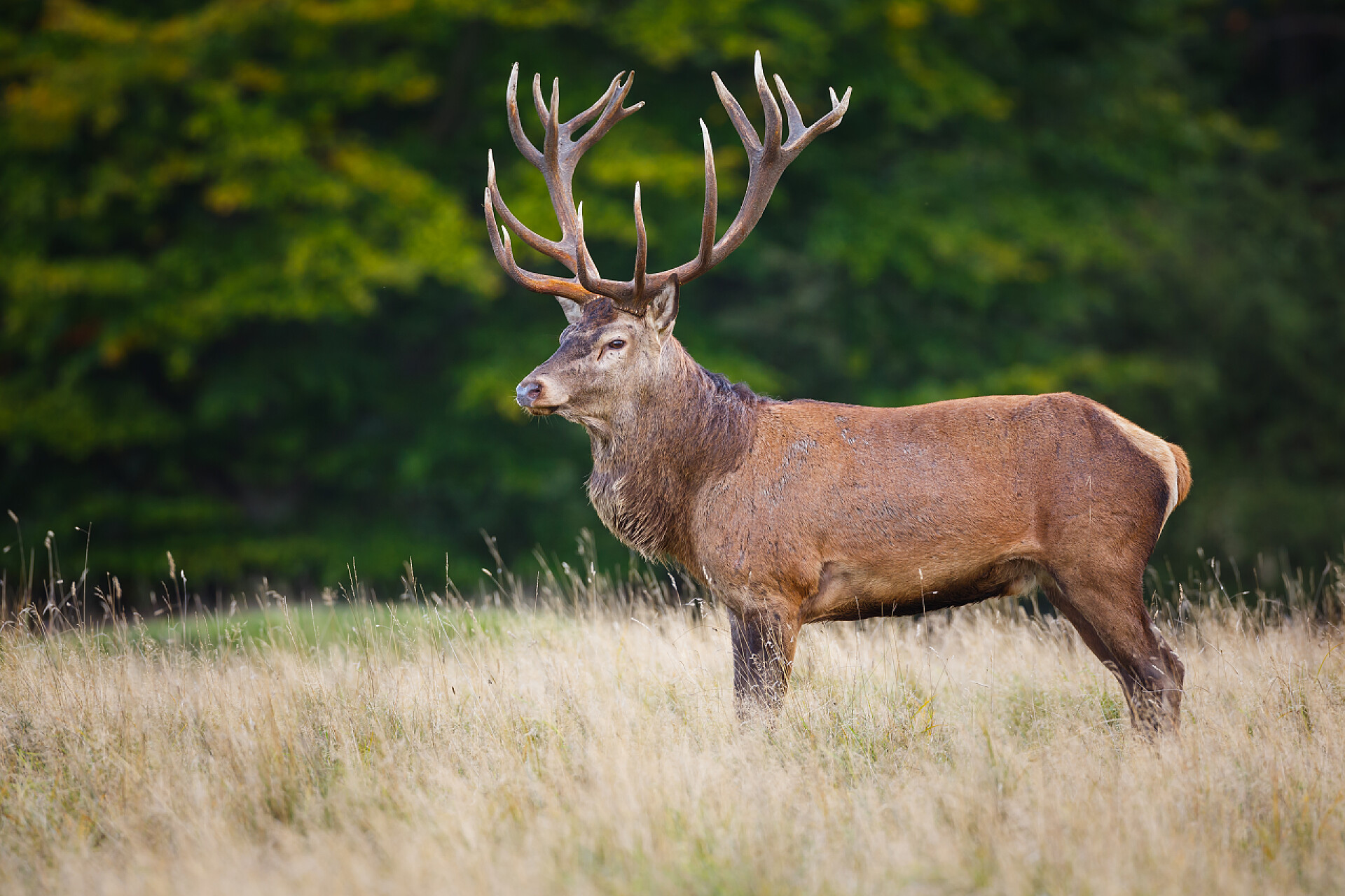 一直麋鹿在草丛里红鹿鹿