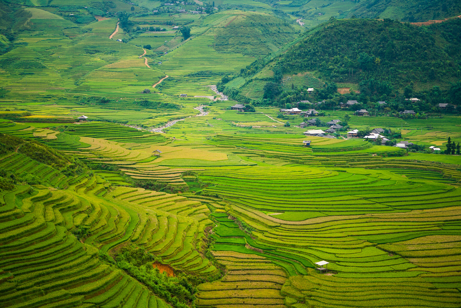 绿色的茶花园在木仓湾仔、 越南的梯田