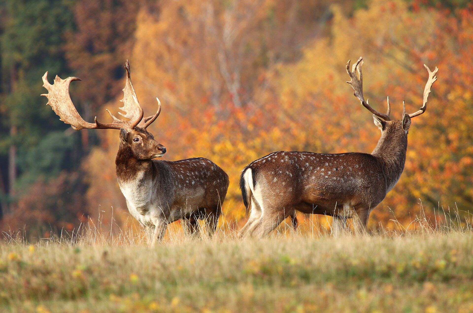 深秋的两只雄伟的麋鹿两个休耕鹿