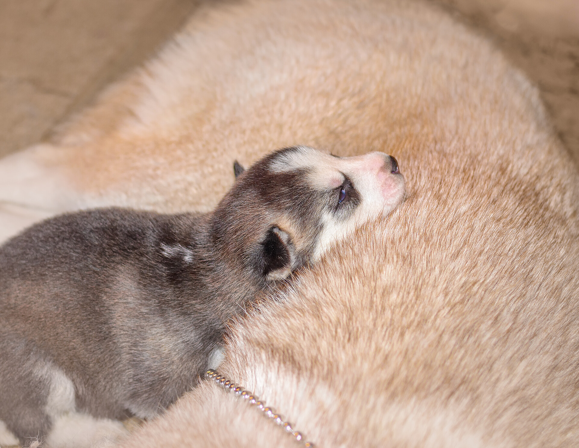 趴在母亲一边打盹的小赫斯基狗小哈士奇狗躺在她母亲身边
