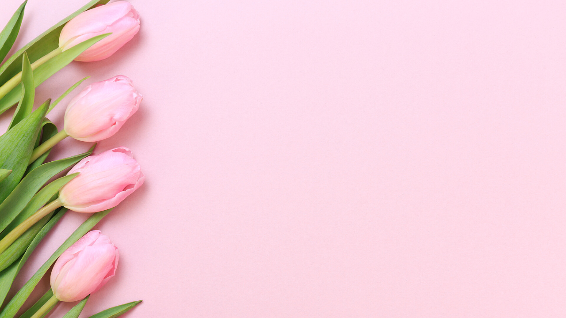 粉红色背景上的四支郁金香粉红色的背景上的粉红色郁金香。平躺，顶视图。· 瓦伦蒂