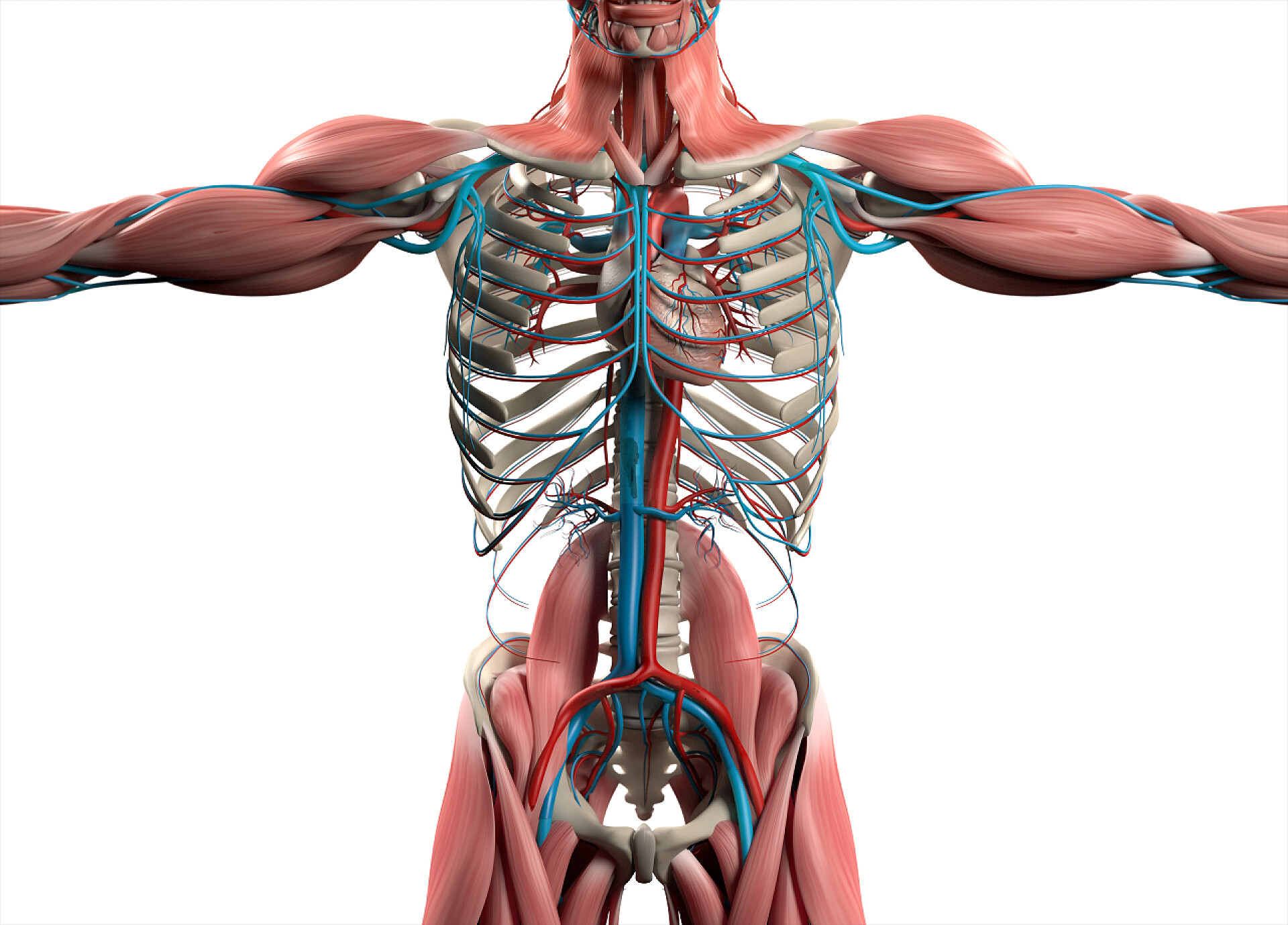 白色背景上的人体结构图人类心脏解剖学模型