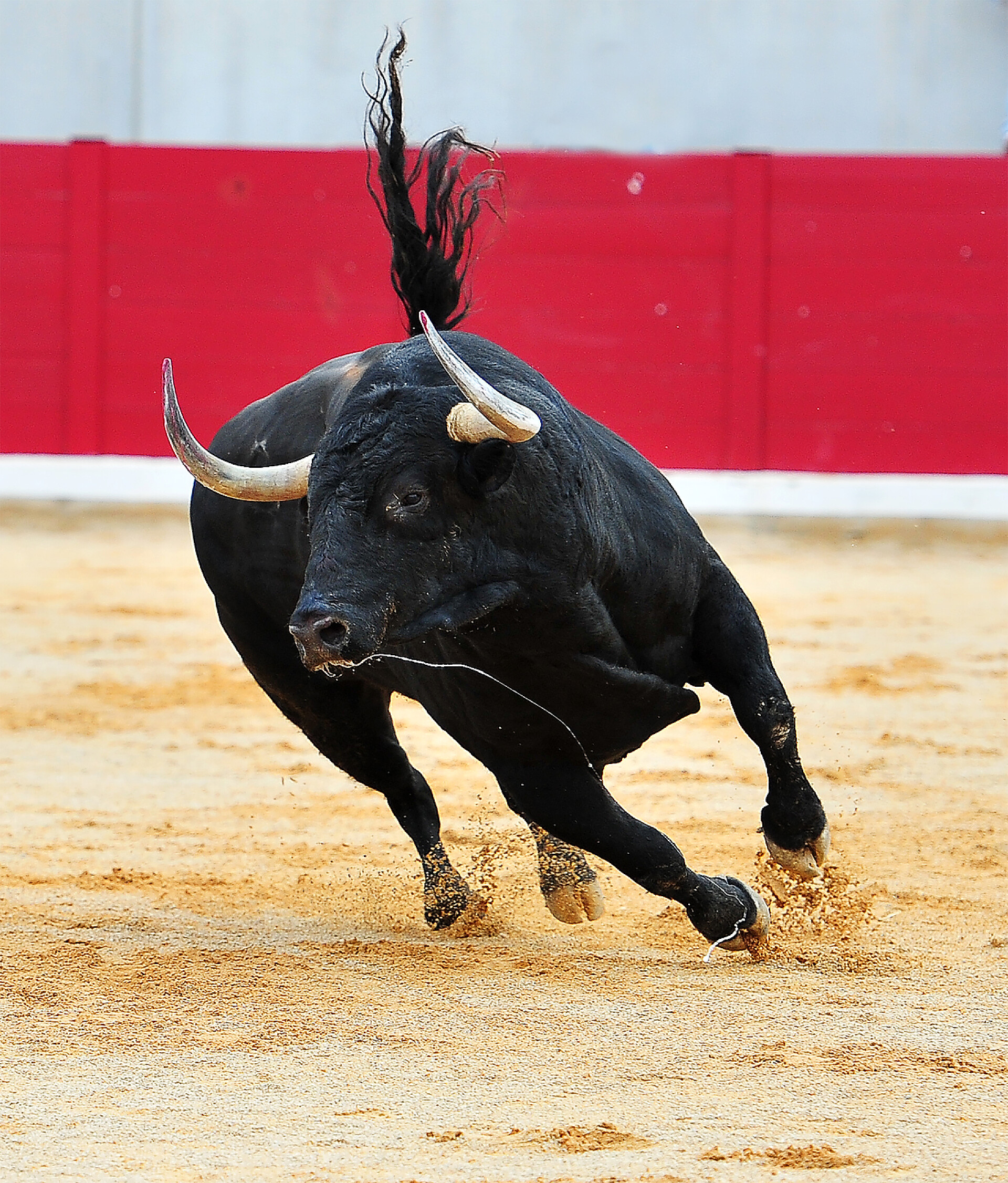 红牛在沙地里奔跑在西班牙斗牛场公牛