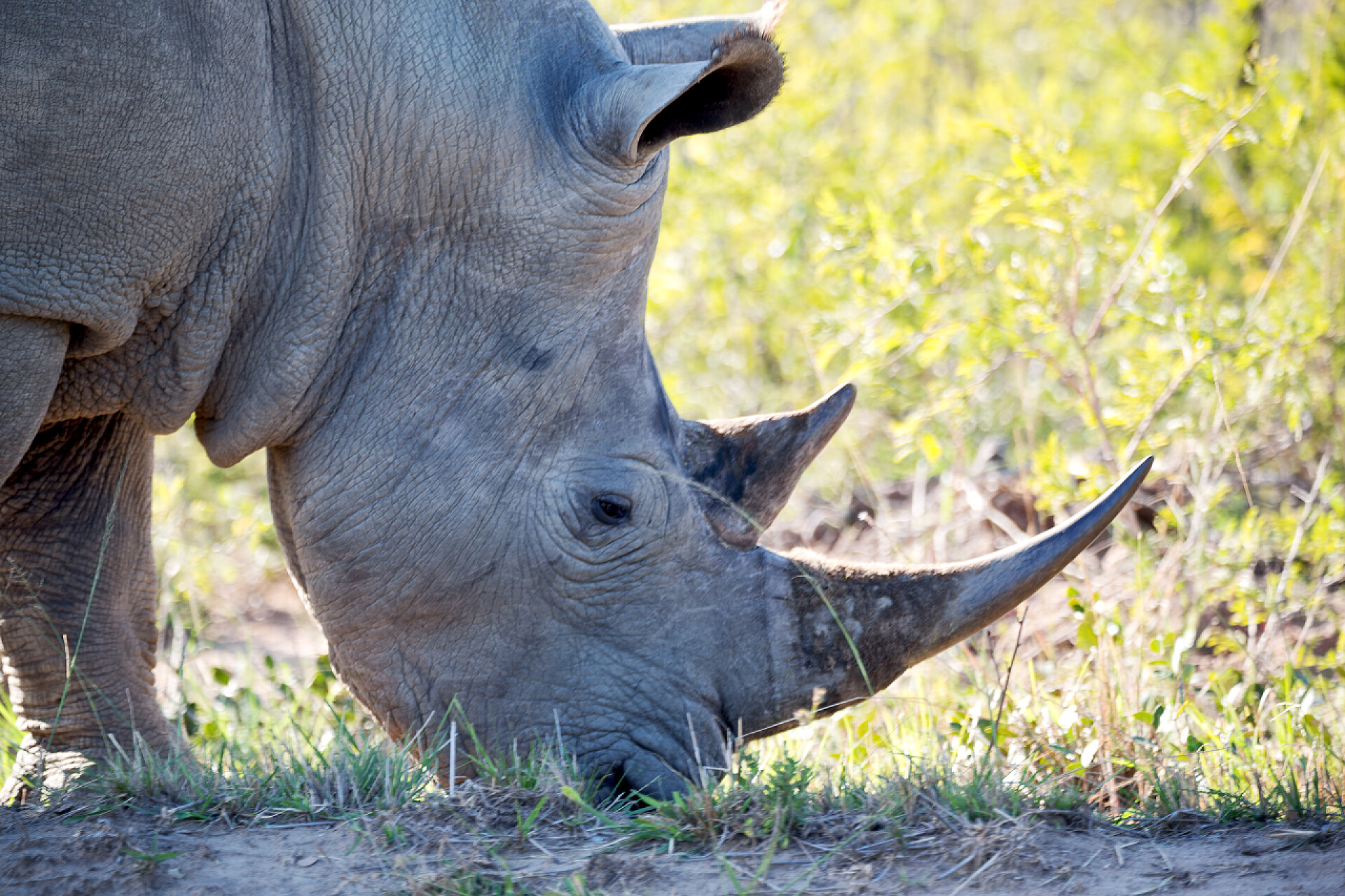 犀牛在草地上吃草  在南非野生动物保护区和犀牛