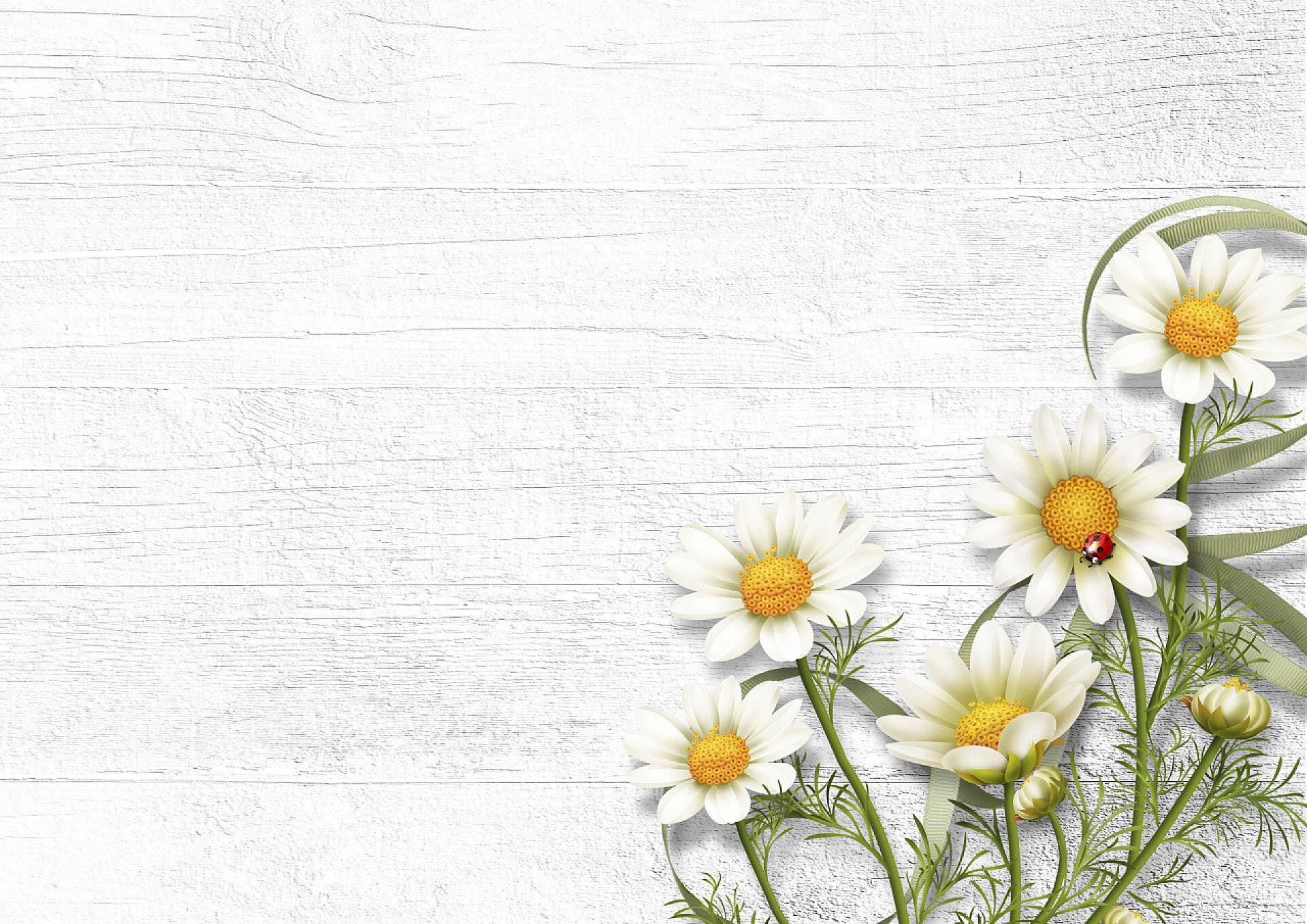 雏菊木板纹理背景雏菊洋甘菊花上木制的背景。查看与副本 spa