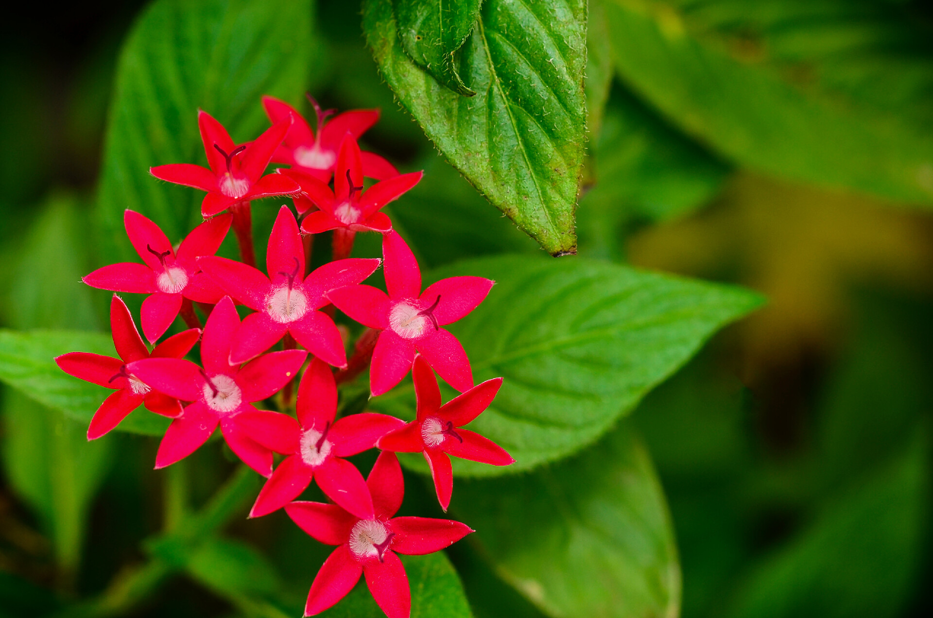 人参花特写镜头药用植物人参 