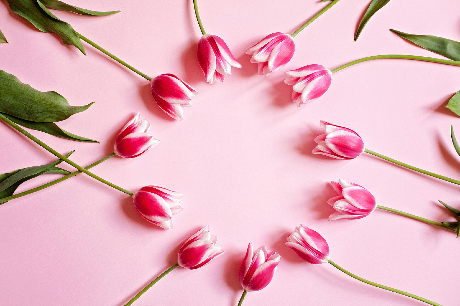 粉红色背景上的花朵粉红色的郁金香与绿叶上粉红色 pal 花卉圆框