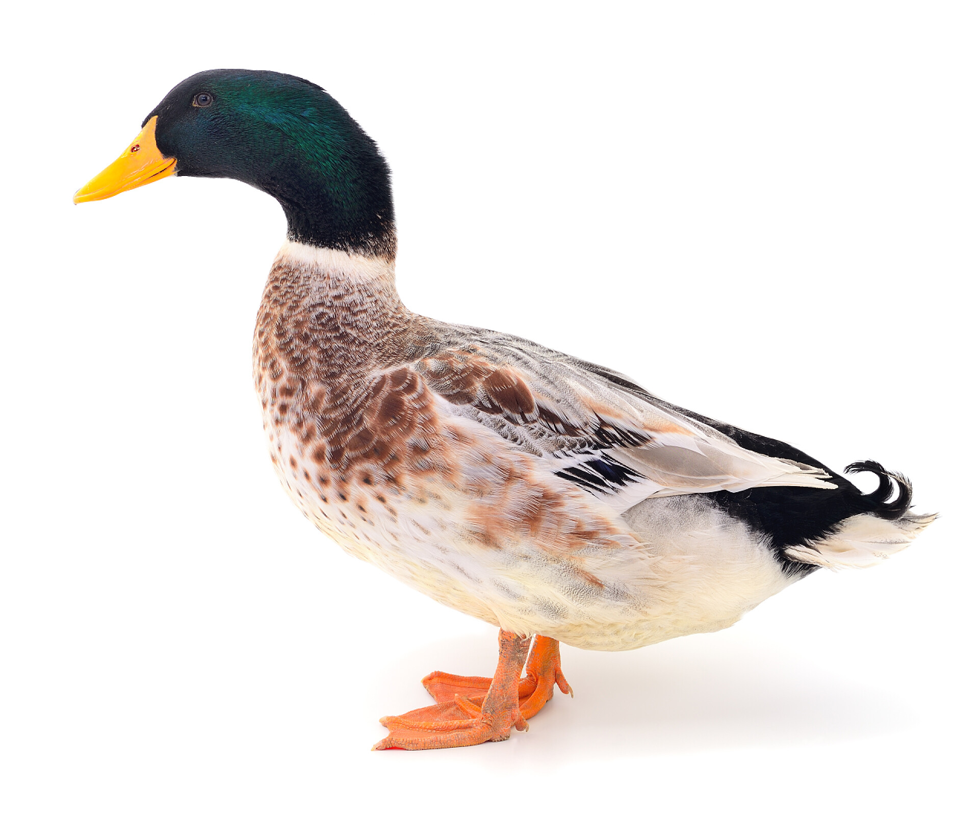 白色背景上的一只褐色鸭棕色白色鸭.