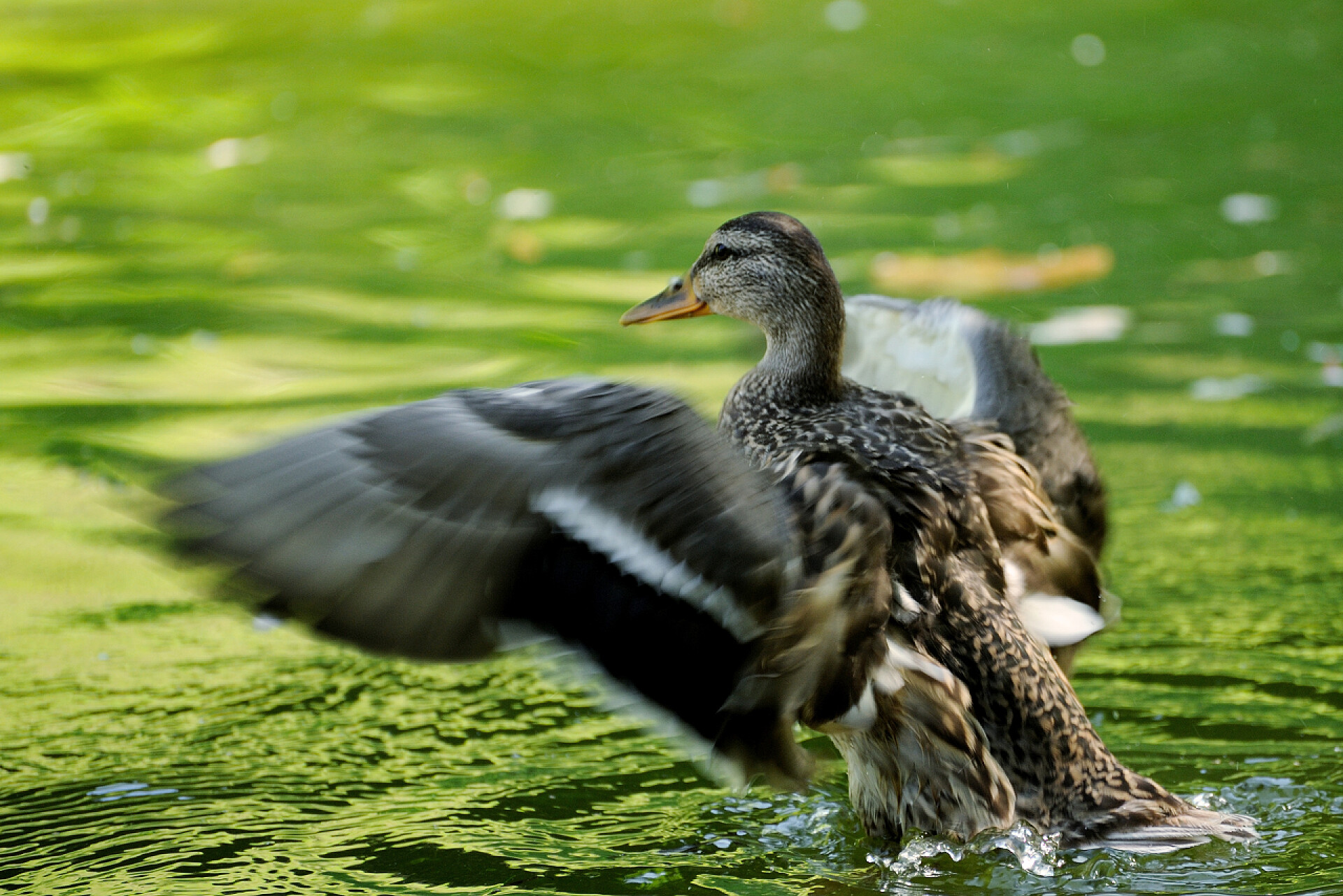 水上的野鸭子张开了翅膀湖上的野鸭.