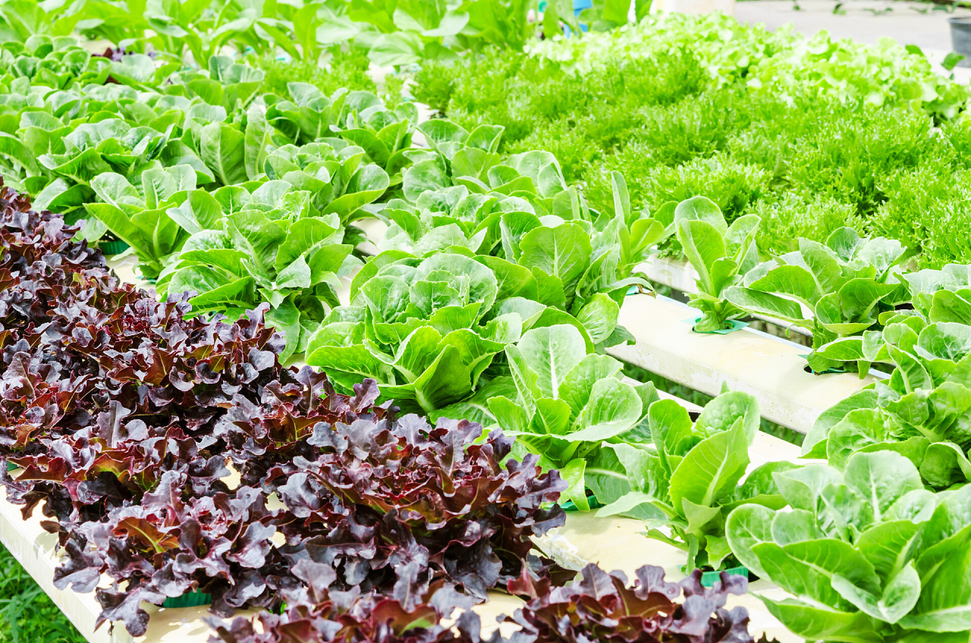 农田中的绿色有机蔬菜种植有机水培蔬菜农场.