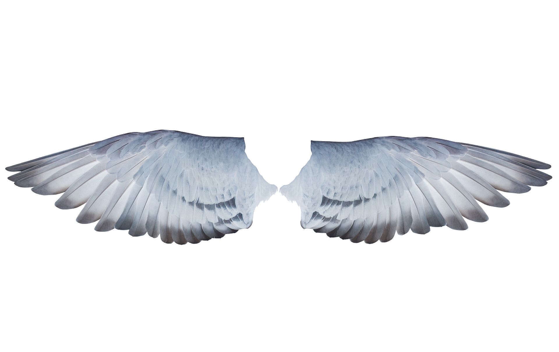 白色背景上灰色的信鸽翅膀两个翼羽信鸽鸟孤立白色背景的