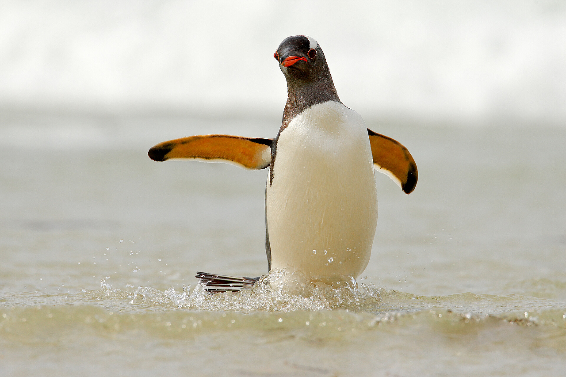 在水上玩水的企鹅白浪企鹅