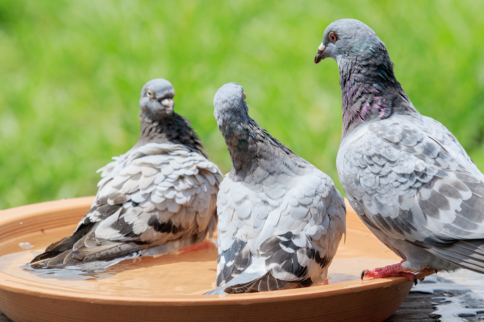 草坪上在水盆里玩水的鸽子信鸽在水碗中沐浴