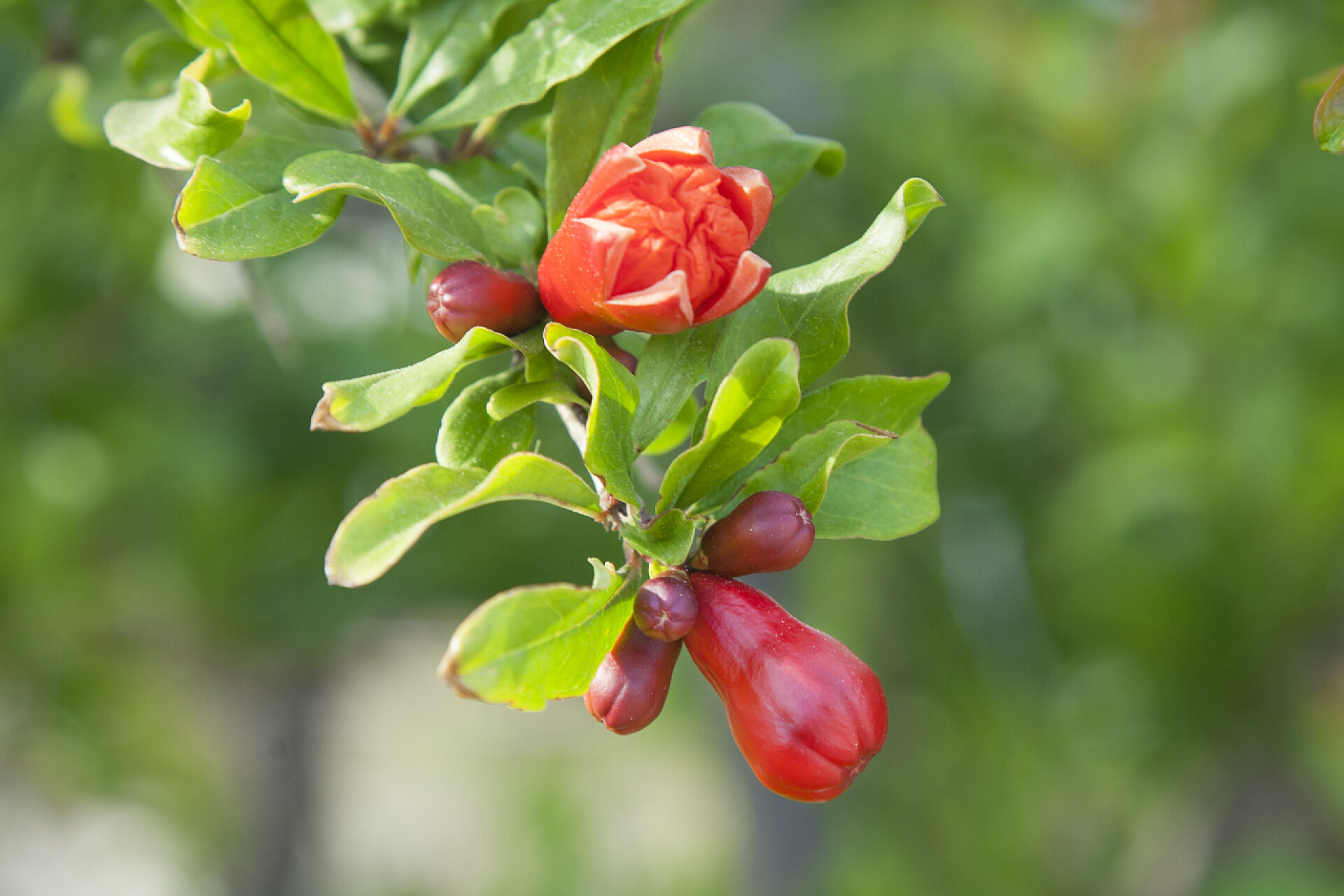 绿色的树枝上长的花朵枝条上的有机石榴花。五彩缤纷的石榴果，开满鲜花耕作与自然.