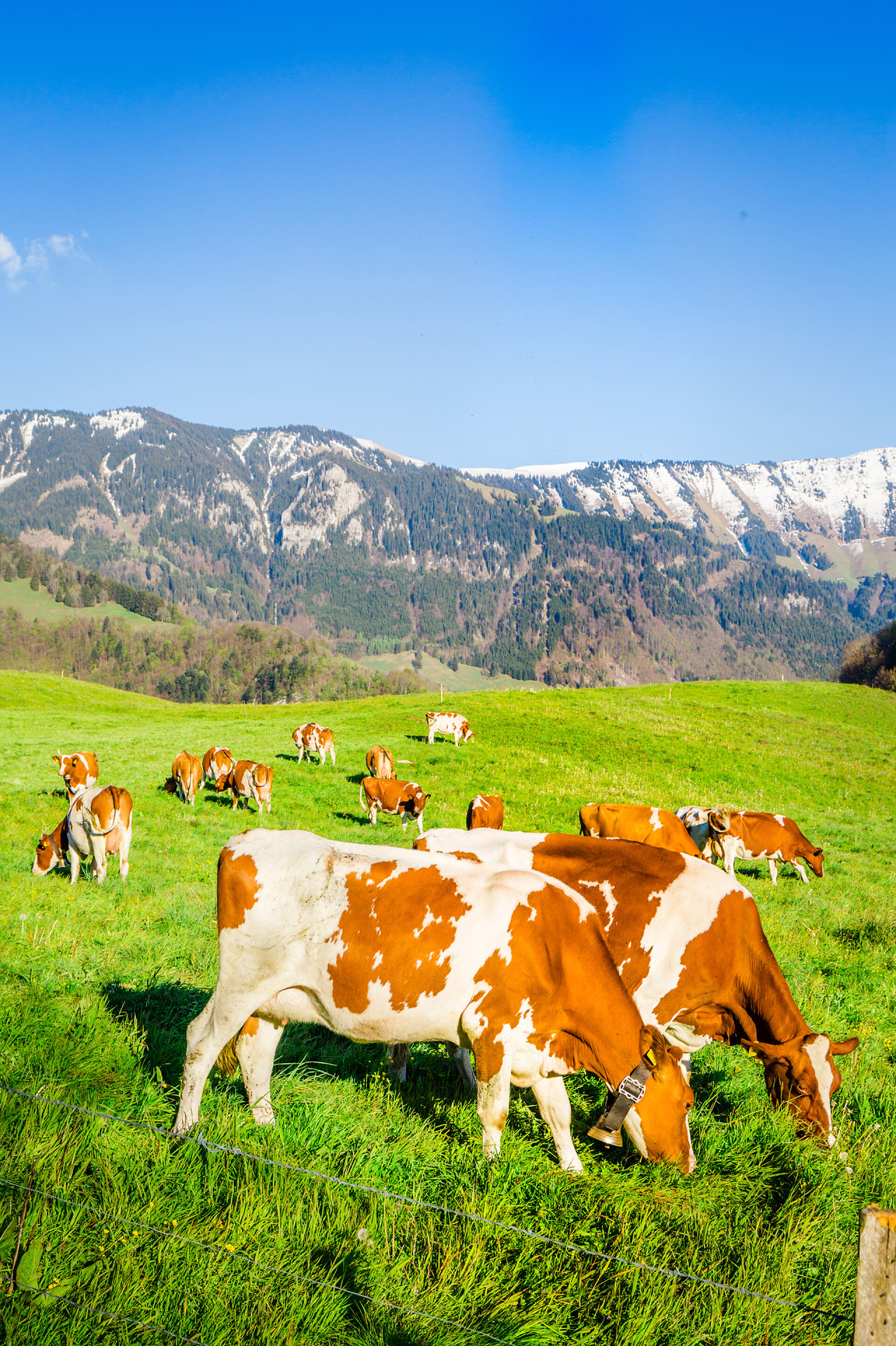 蓝天白云下的草地上的牛在瑞士的奶牛, 日落时间