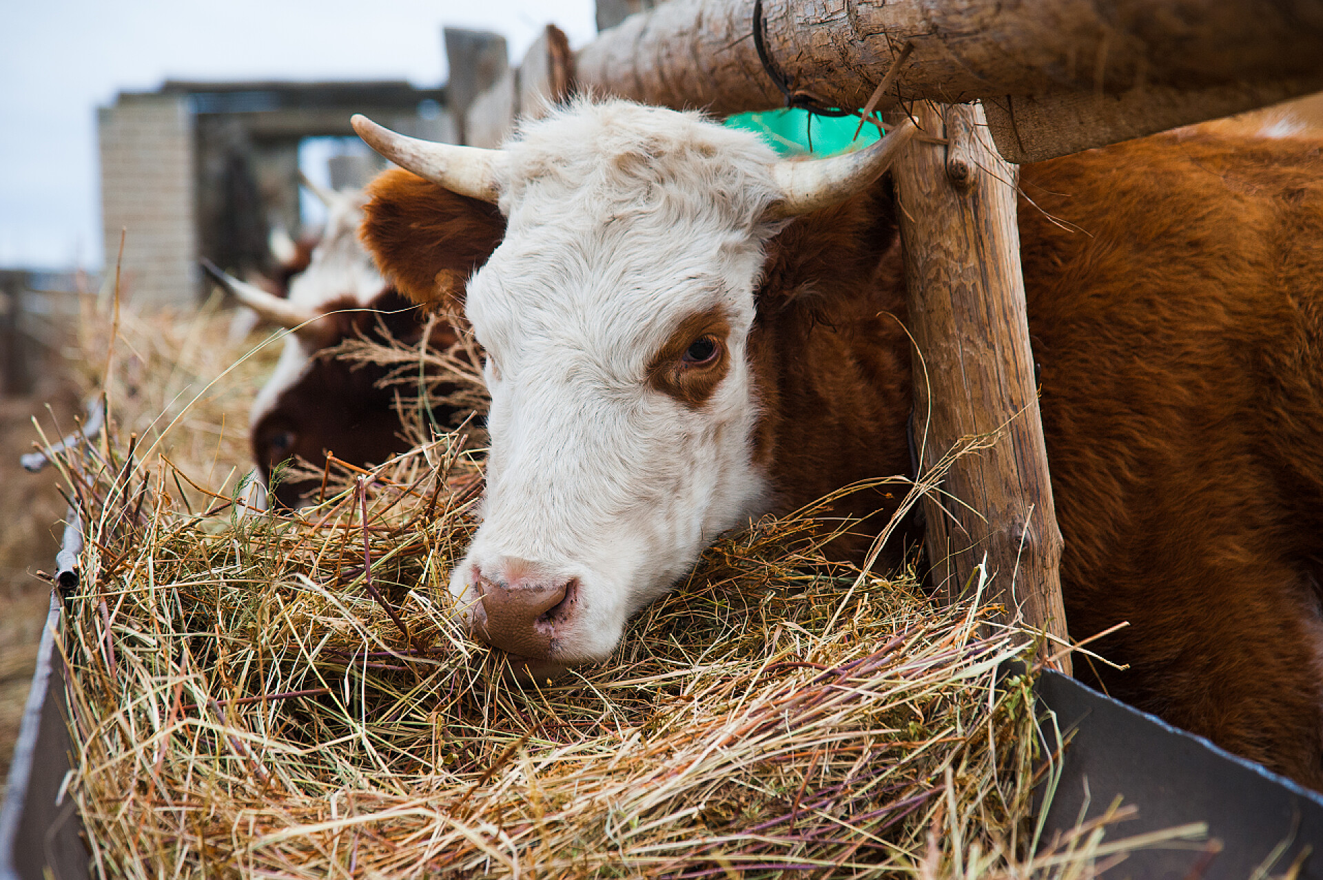在牛棚里吃草的牛在一个农场里的牛。奶牛