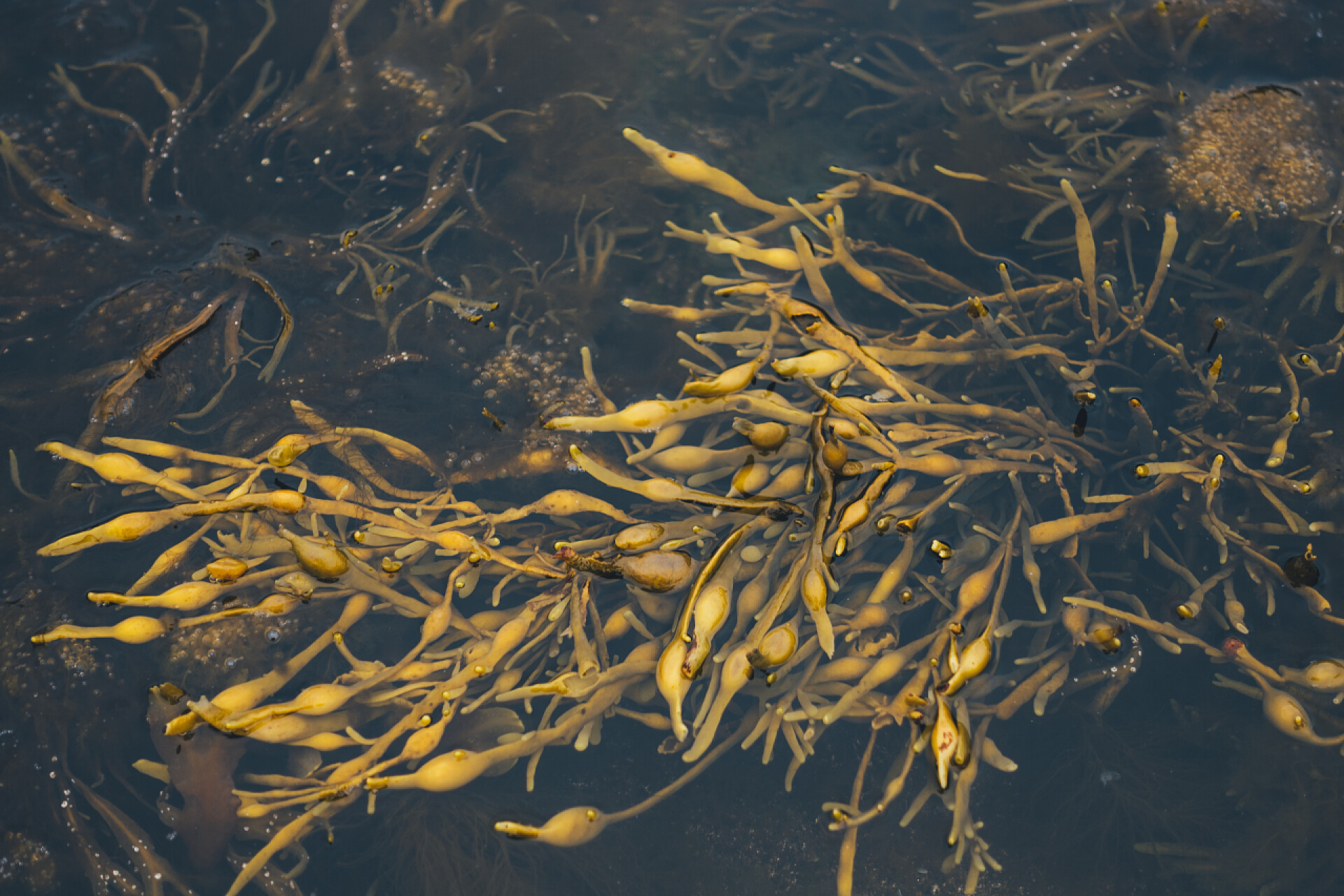 海水中黄色的植物漂浮在水中的海藻