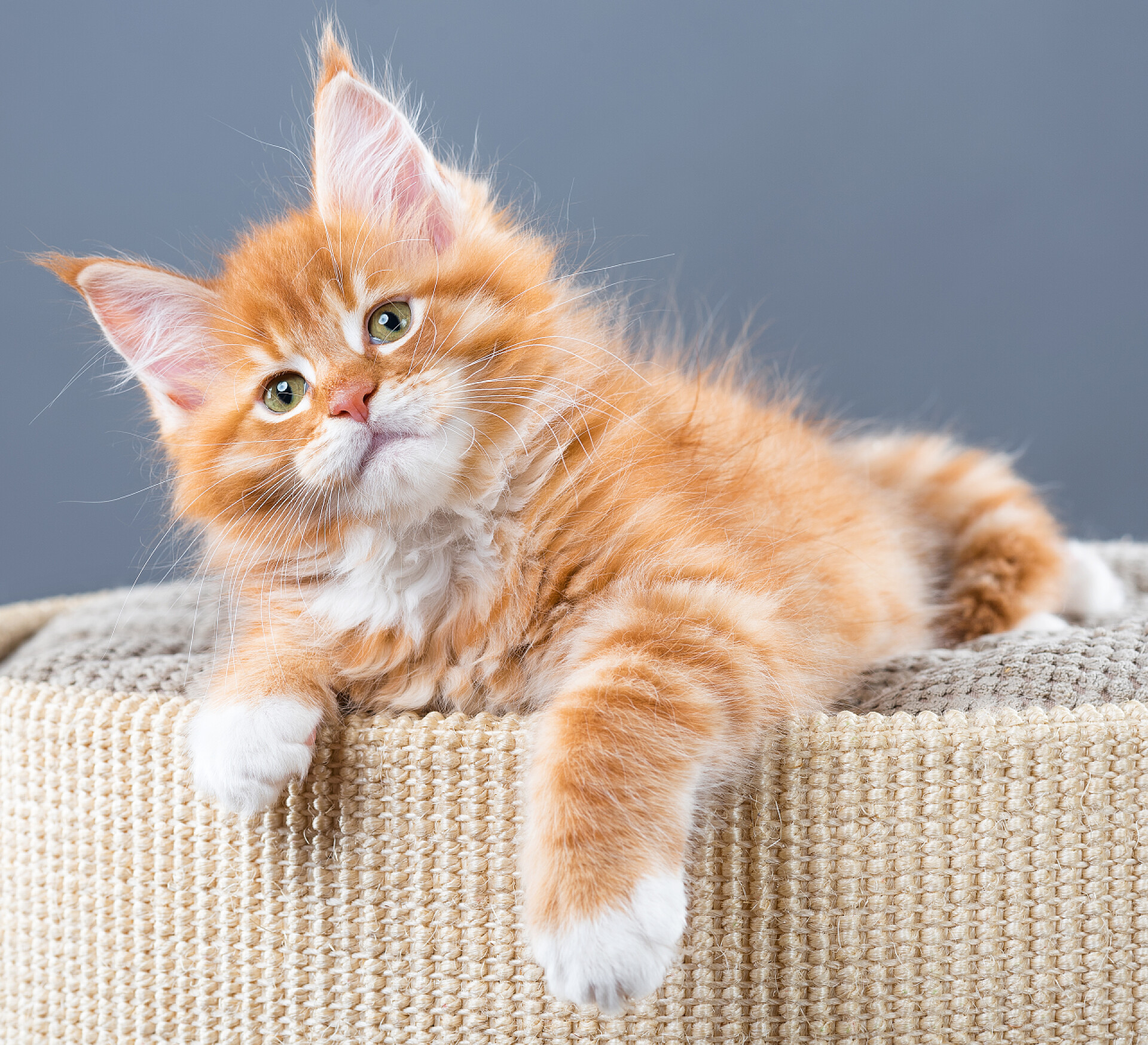 灰色背景前一只黄色小猫海燕小猫咪