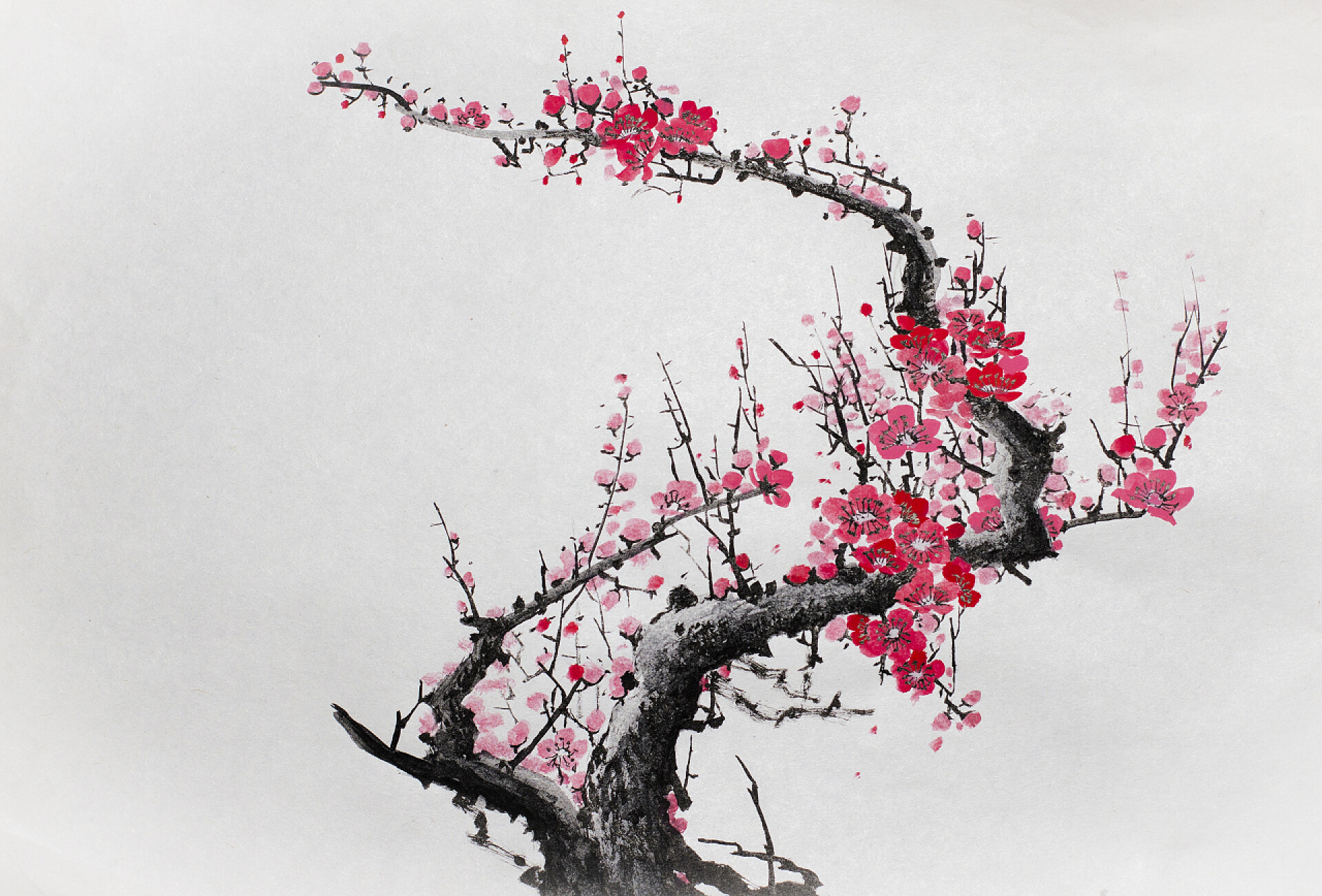 白色背景前的梅花树开花梅花分支