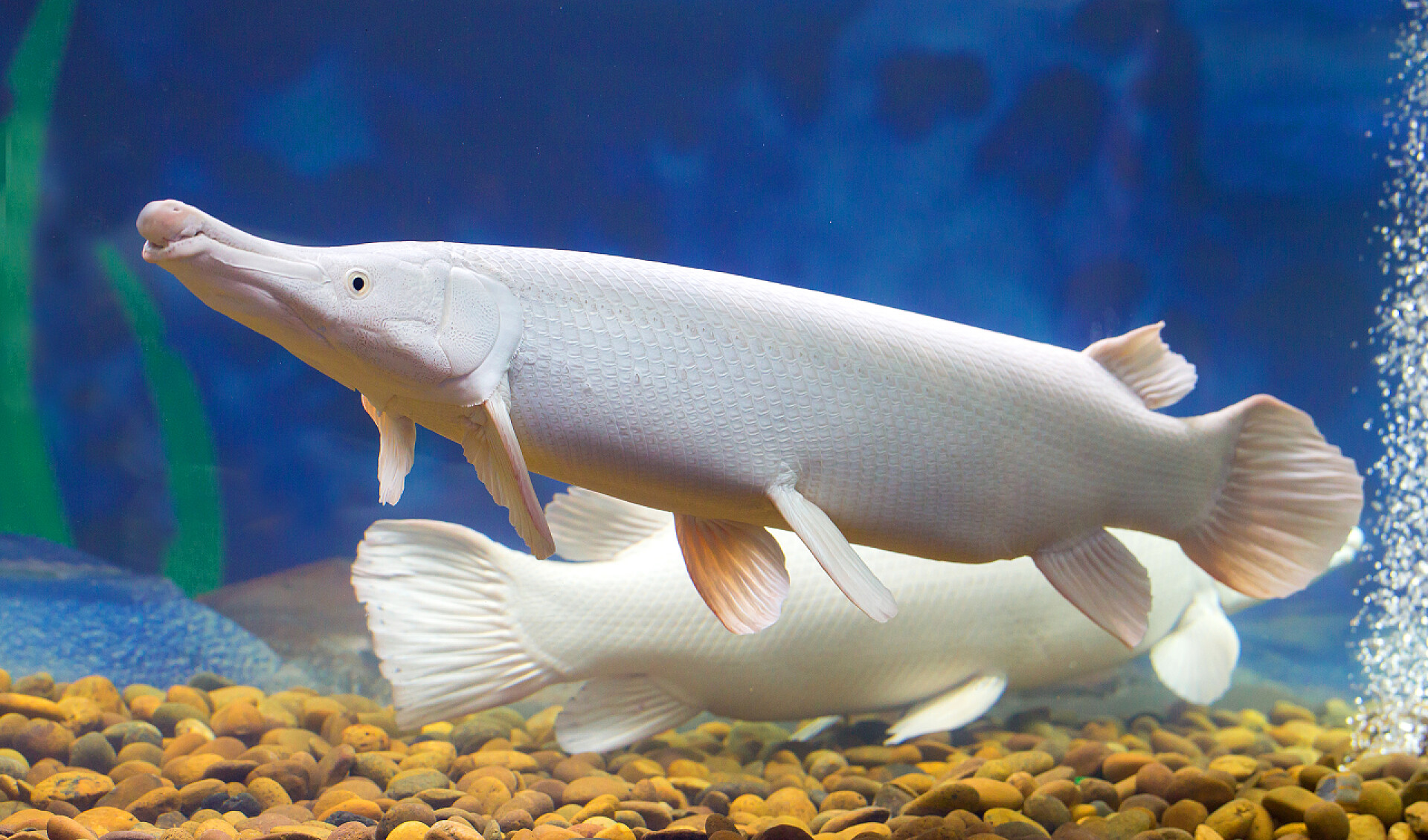 鱼缸里两条白色的长嘴鱼蓝色鳄鱼雀