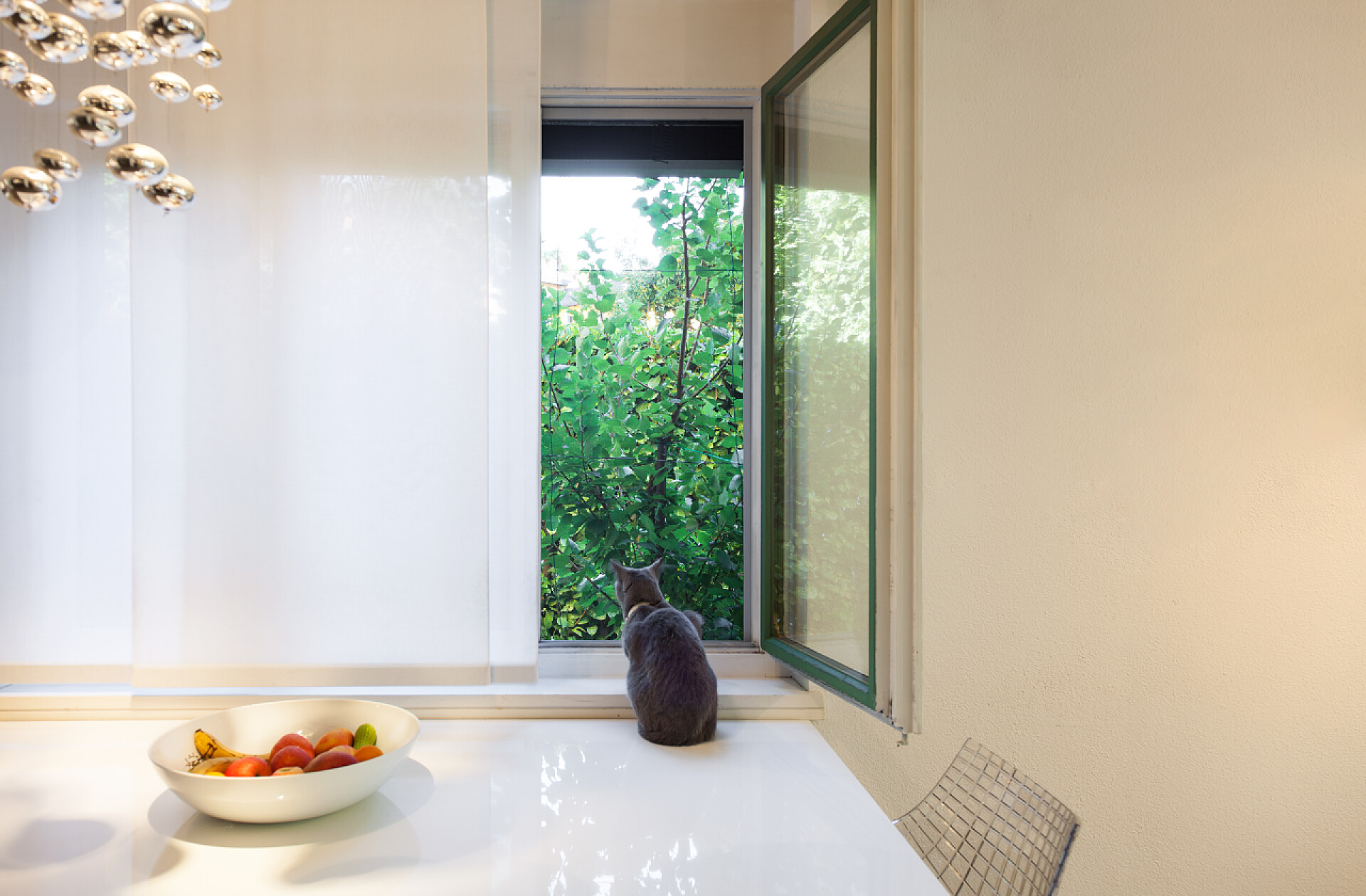 灰色的猫咪站在窗台上望着窗外漂亮的公寓