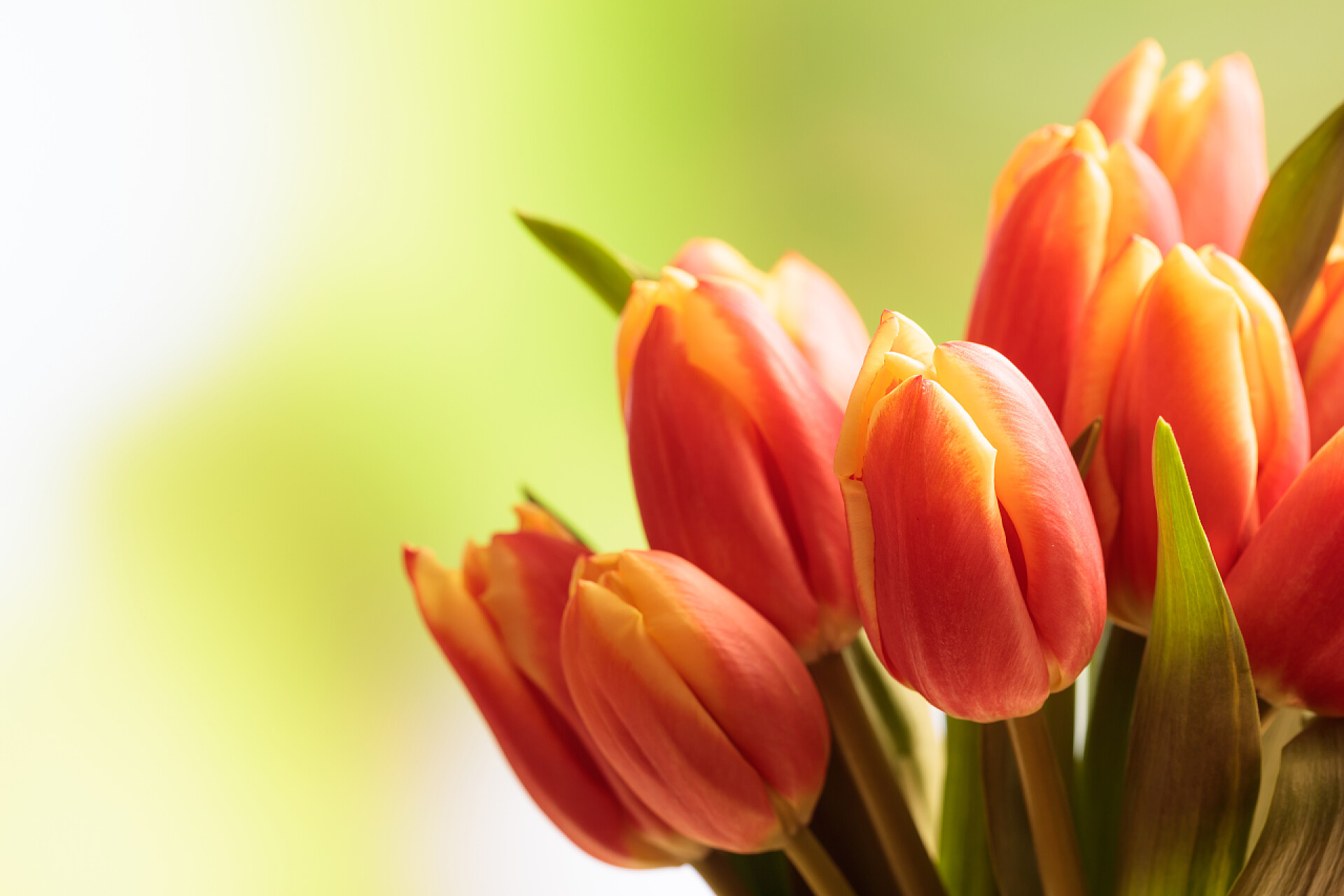 绿色背景前的一捧郁金香郁金香花束特写, 模糊自然背景, 复制空间