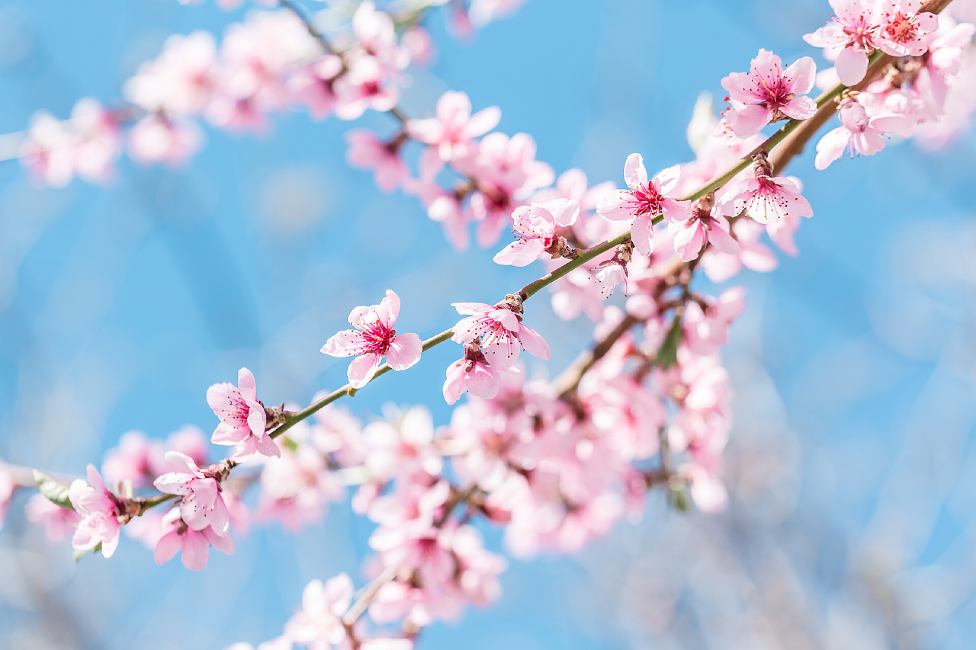 春气盎然的季节里开着的桃花美丽盛开的桃树在春天的阳光明媚的一天。柔和的焦点, 自然模糊