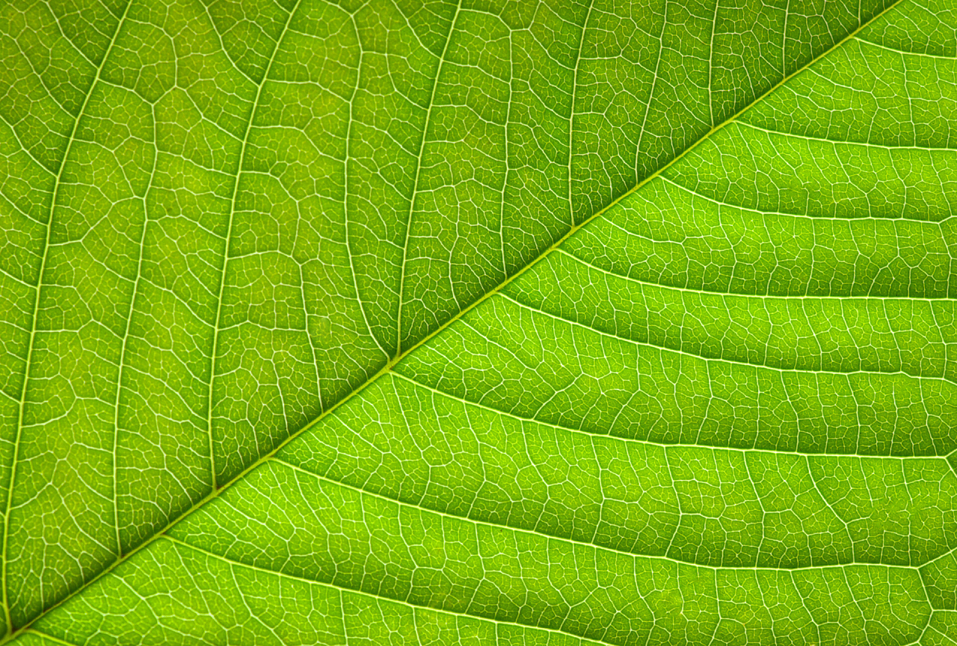 绿色叶子上的纹理感绿叶纹理的特写