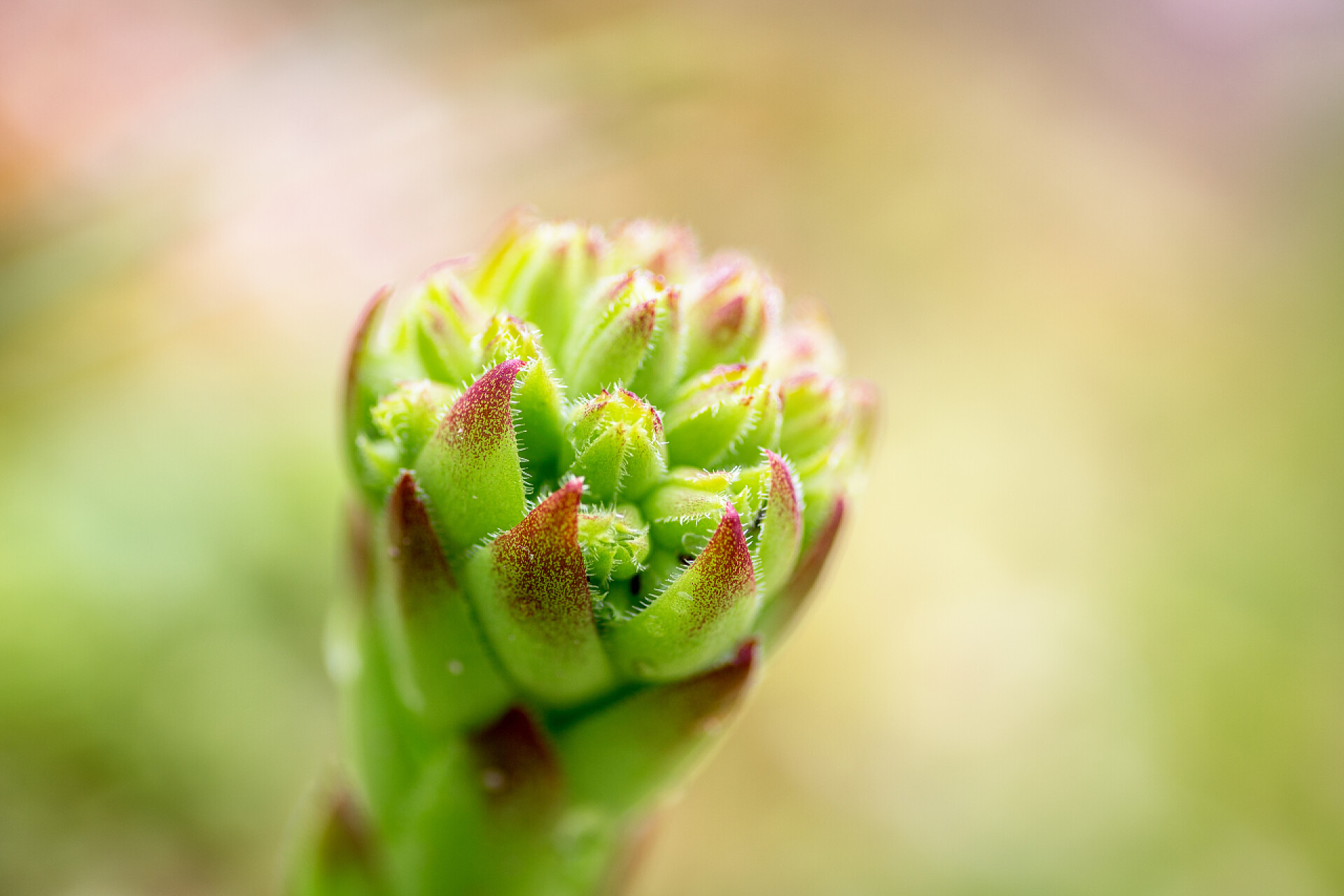 绿色虚幻的背景前的一朵石花石花正准备绽放