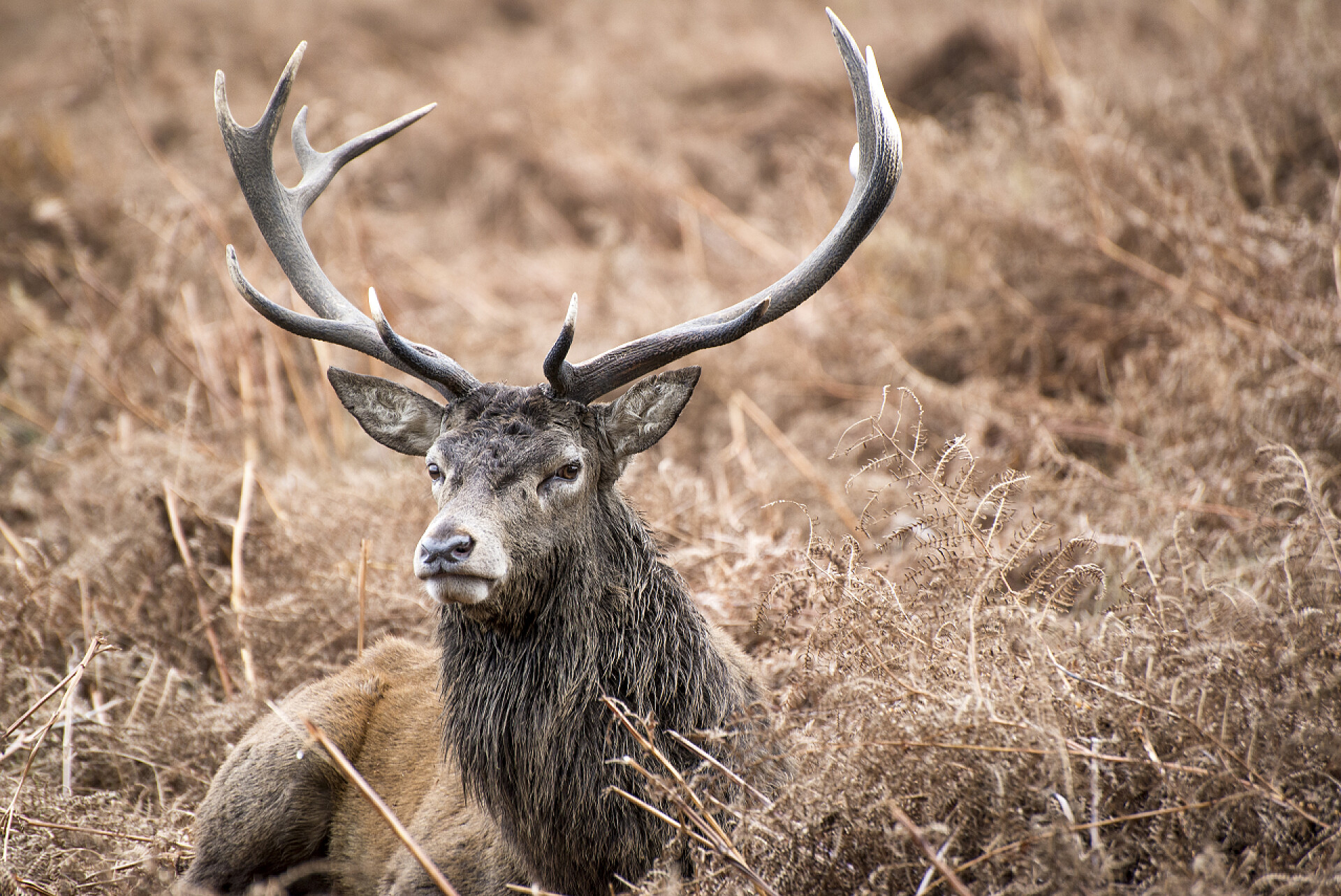 一直麋鹿在草丛里Mgb1761304
