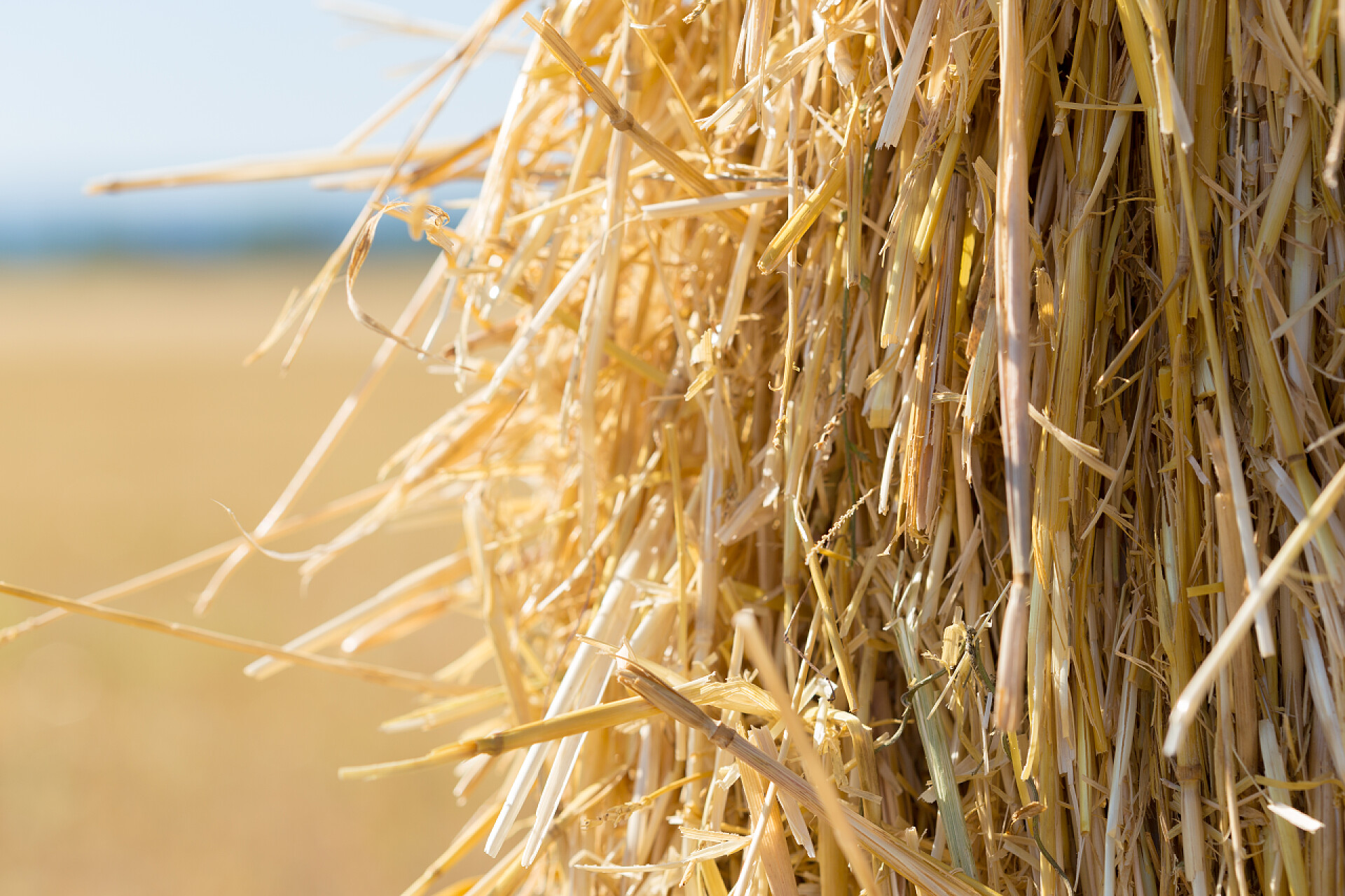干枯的稻草褐色干稻草背景