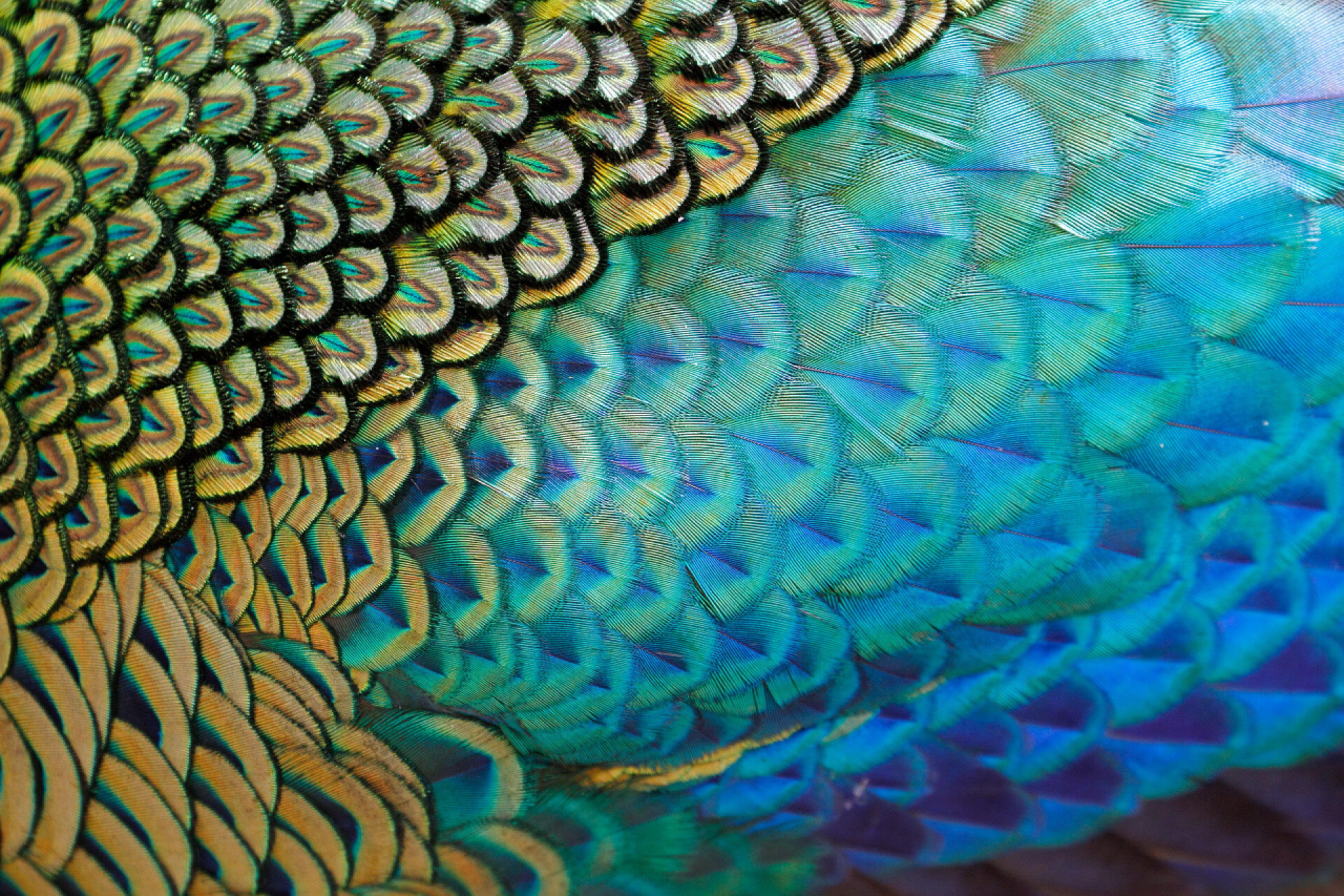 孔雀的羽毛特写美丽的羽毛的男性绿色孔雀/孔雀 (Pavo muticus) (浅自由度)