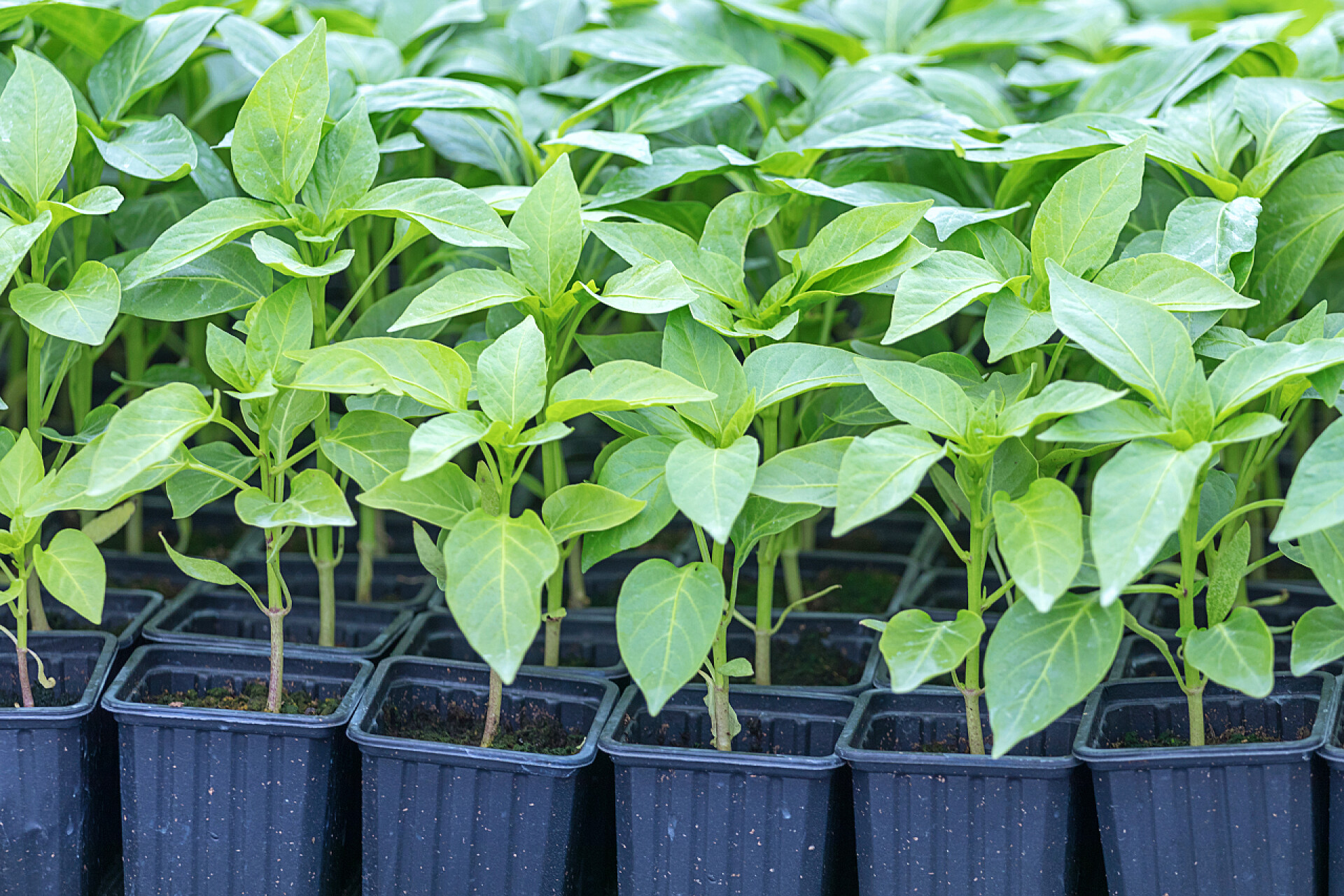 即将倒苗的蔬菜苗辣椒幼苗, 幼叶胡椒, 春苗。Spr