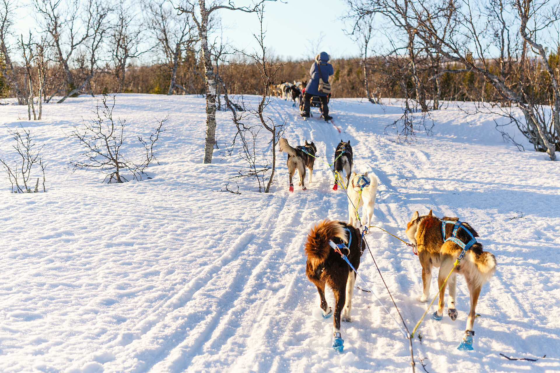 在白雪皑皑的地面上有几只雪橇犬在挪威北部与沙哑的狗雪橇