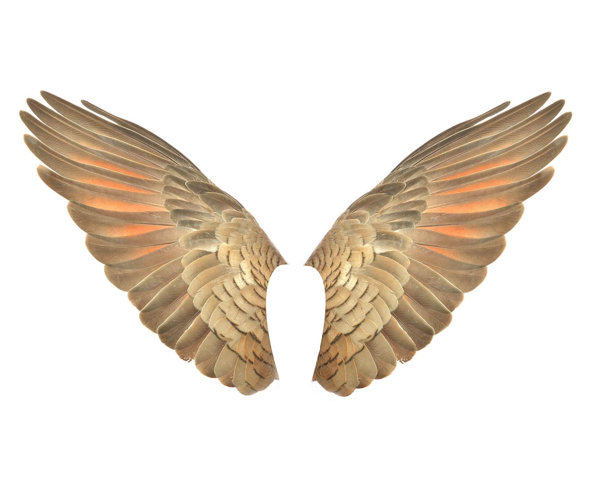 白色背景下的一对金黄色的翅膀白色背景上的 buterfly