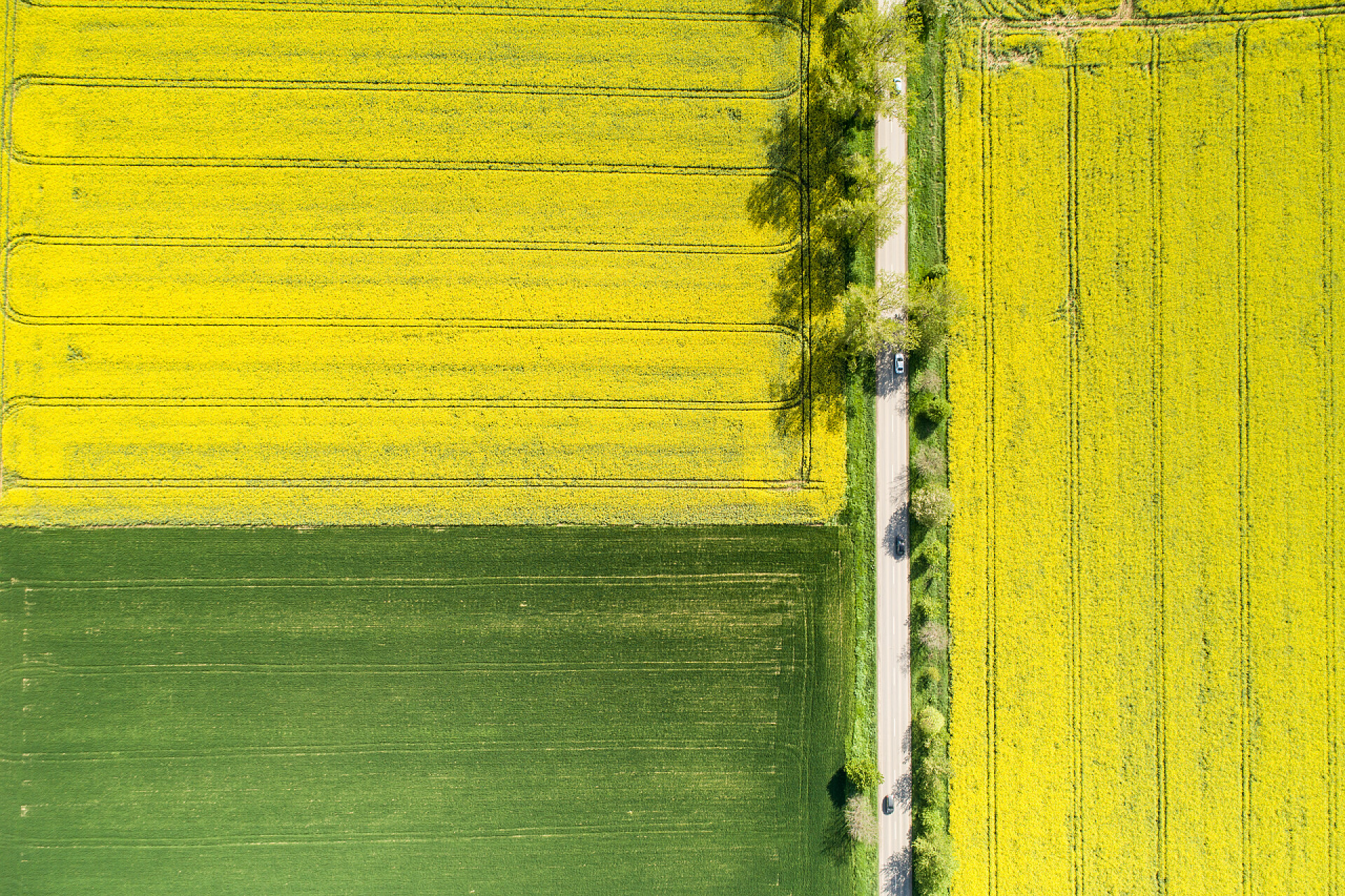 从天上俯瞰地面的绿黄色的草坪彩黄春油菜