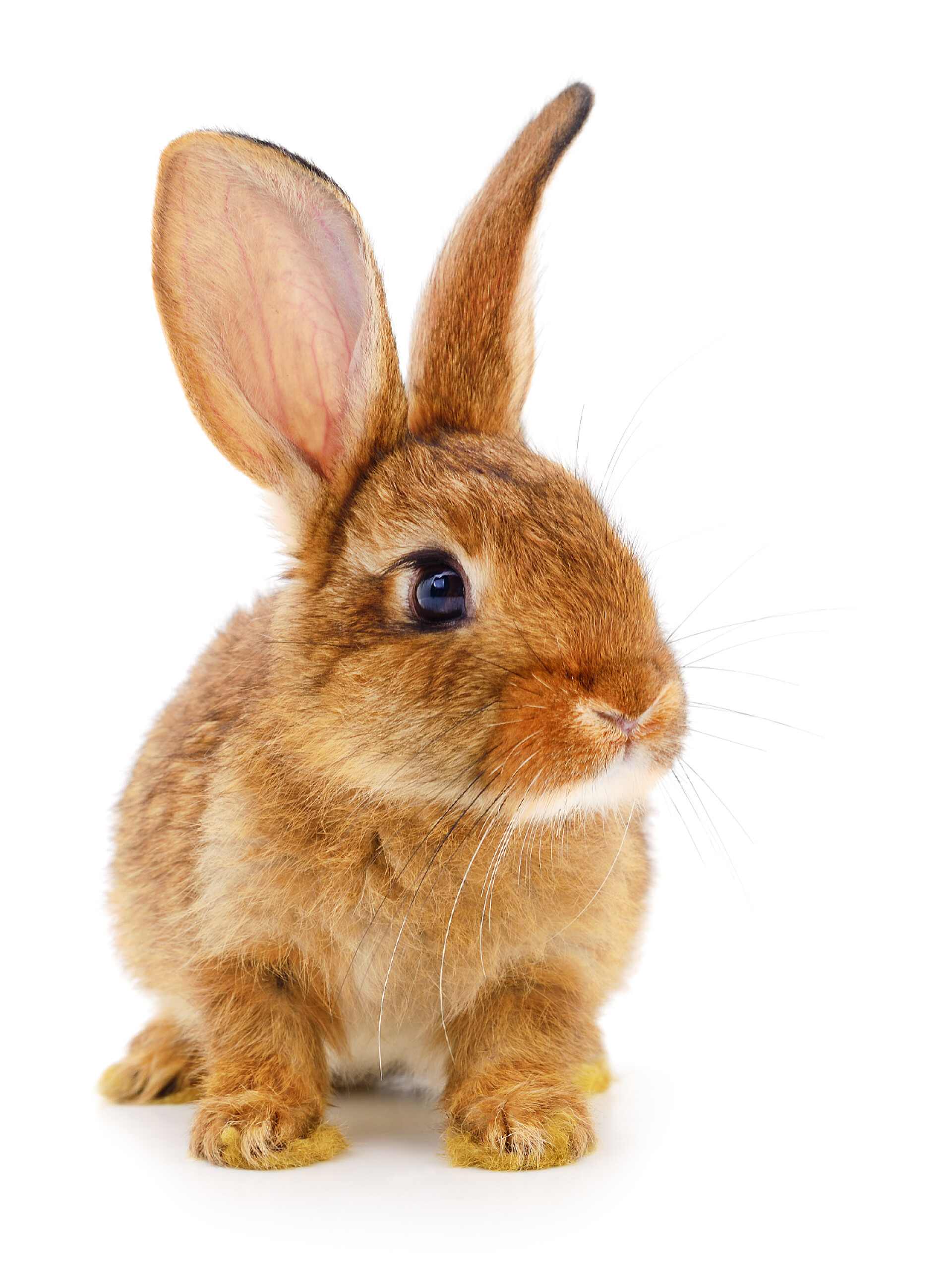 白色的背景墙前的一只棕色大兔子在白色背景上分离的小棕色兔子.