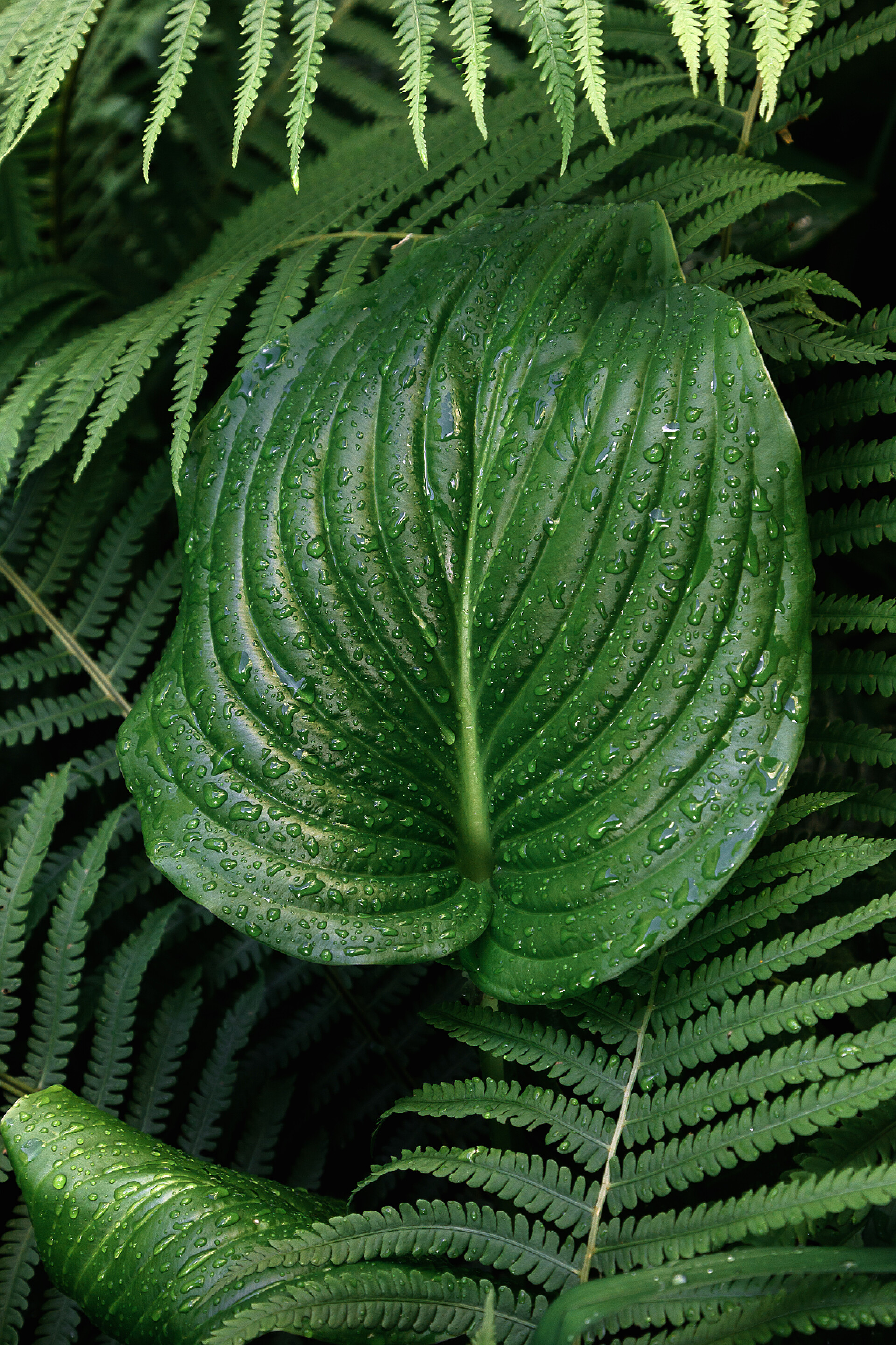 不同形状的绿色的树叶热带的蕨类植物绿叶, 有雨滴。顶部视图。平躺着。自然背景, 山谷百合和蕨类植物的叶子特写镜头.