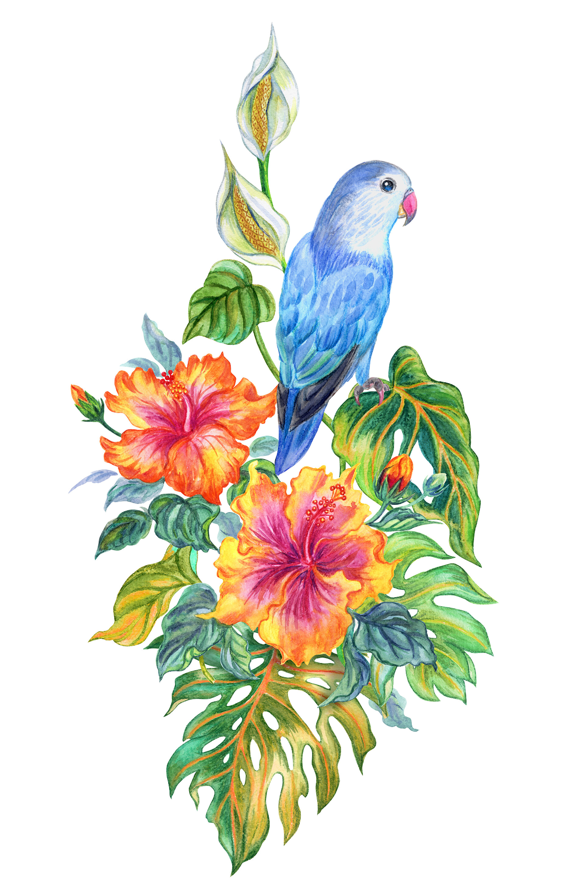 白色的背景下一只蓝色的鸟和花热带植物的构成, 芙蓉和龟背竹与鹦鹉, 水彩绘画在白色背景上.