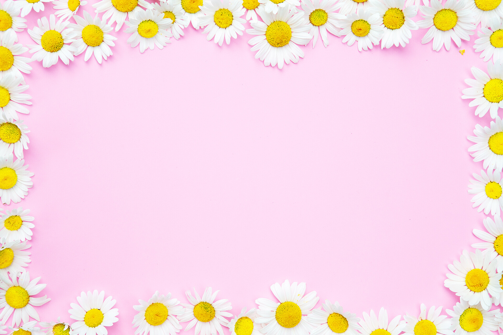 粉色背景墙的菊花框粉红色背景与白色美丽的雏菊