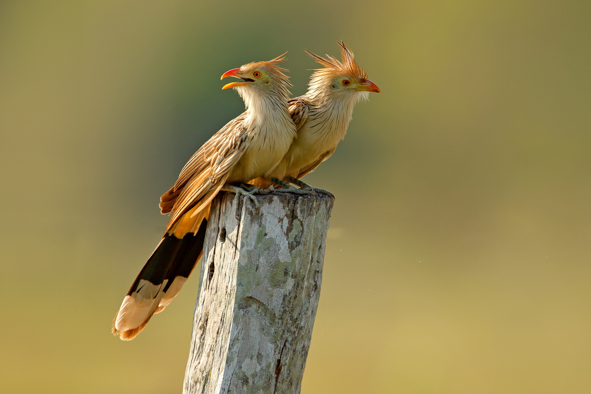 两只小鸟站在了木头柱子上圭拉杜鹃对, 圭拉圭拉, 坐在木棍上的小鸟, 马托格罗索, 潘塔纳尔, 巴西. 