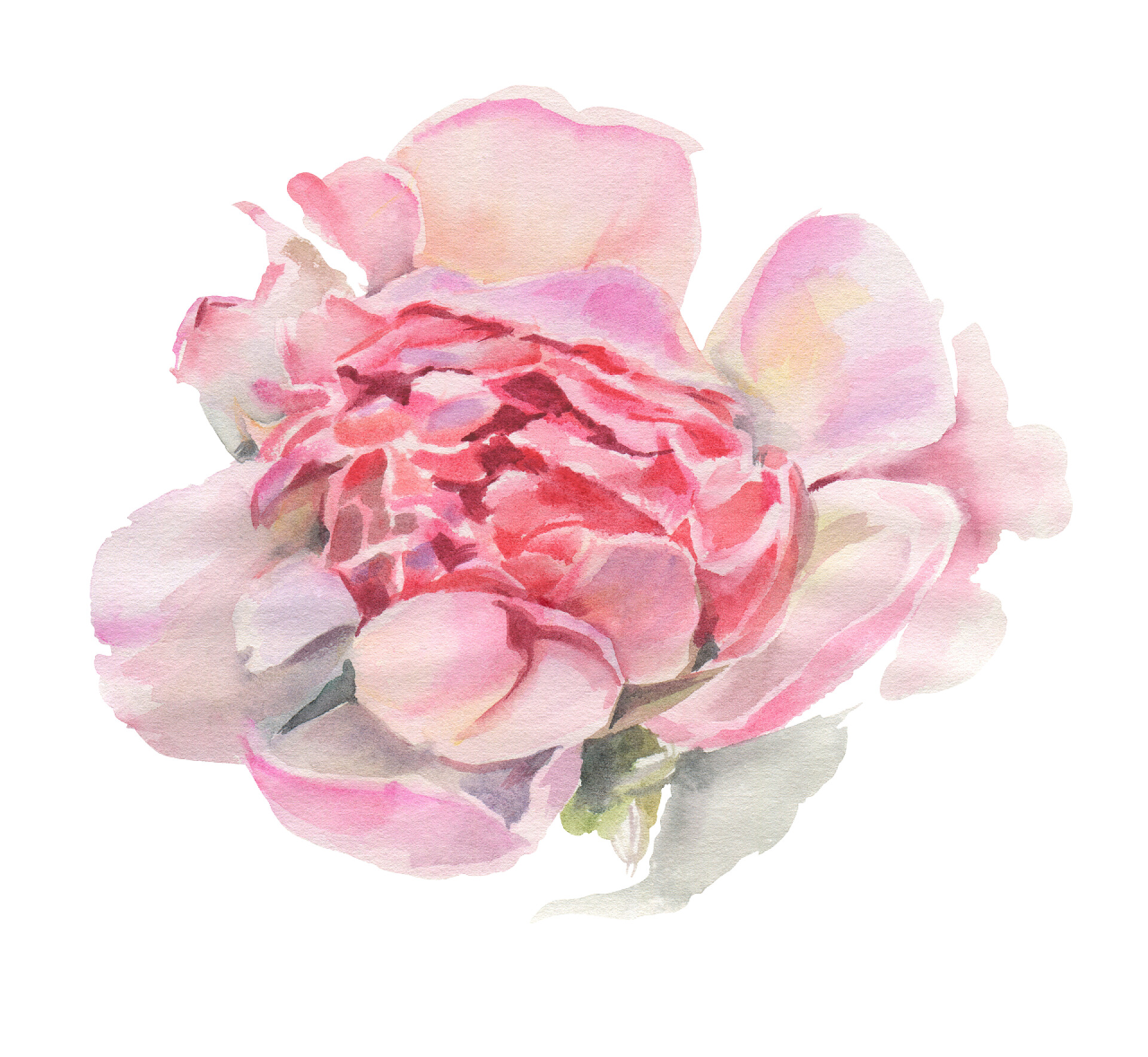 白色背景墙的一朵花水彩花在白色的背景上隔离开来.牡丹。手绘插图. 