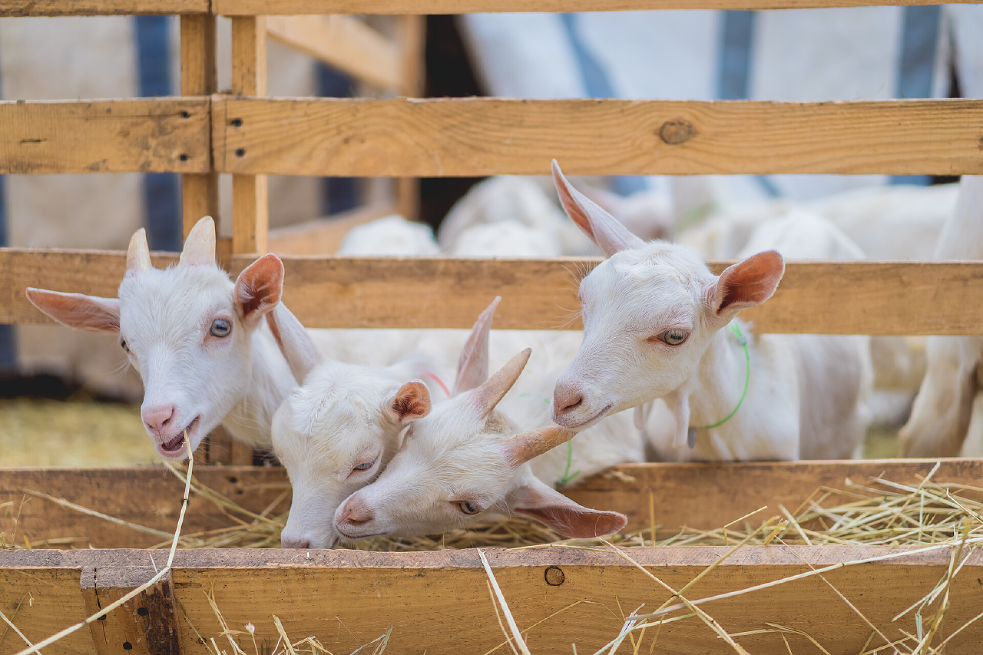 四只小山网在吃稻草围墙